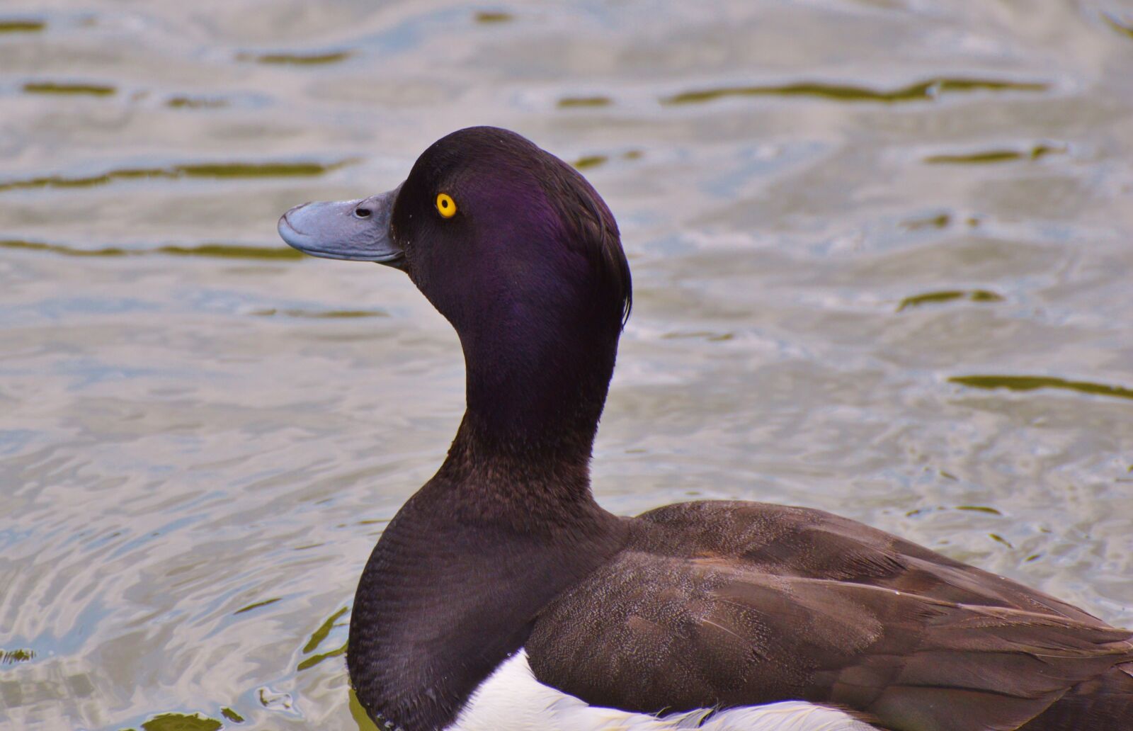 Nikon D3200 sample photo. Duck, water bird, row photography