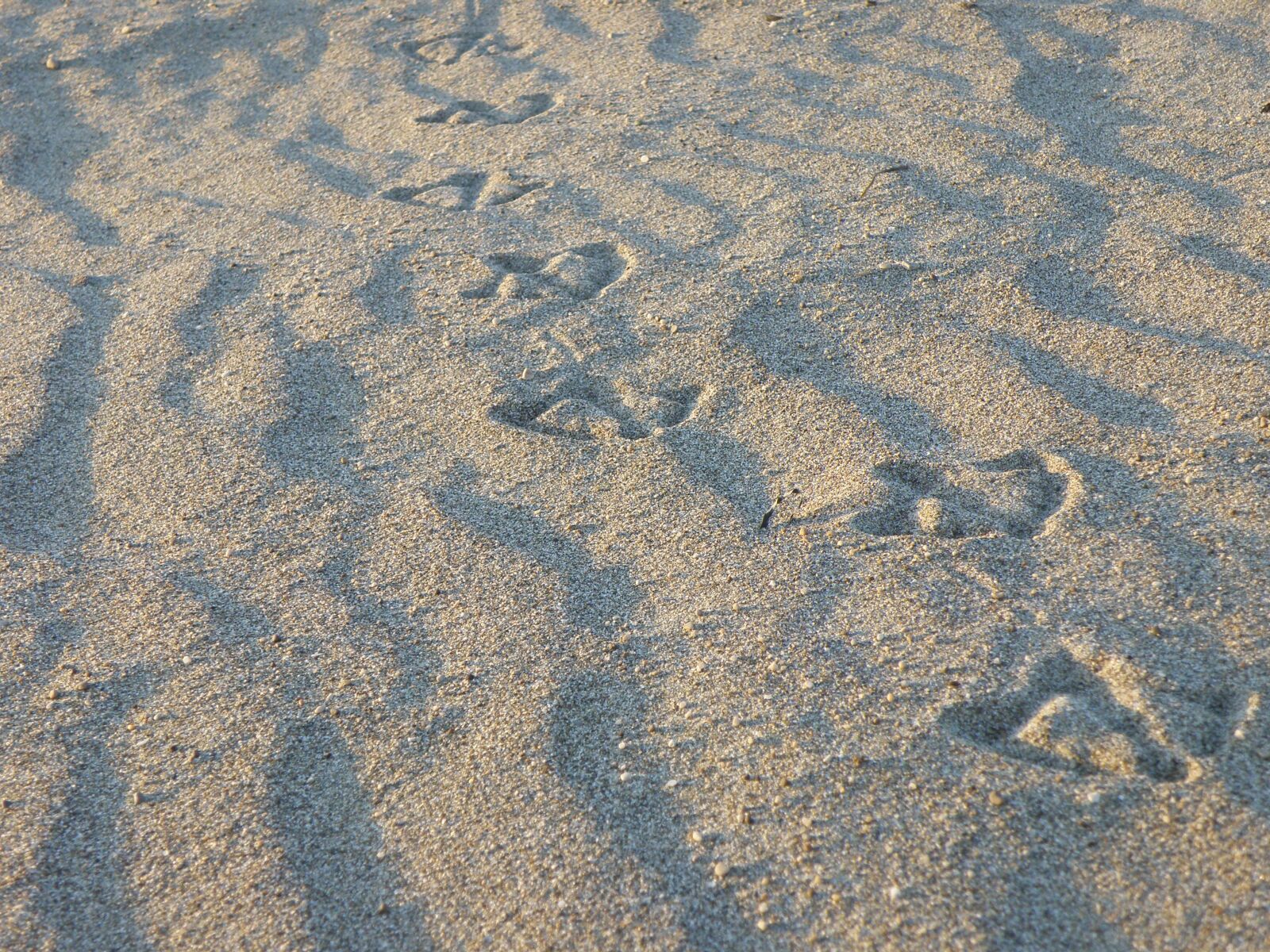 Olympus SP570UZ sample photo. Sand, tracks, the seagull photography