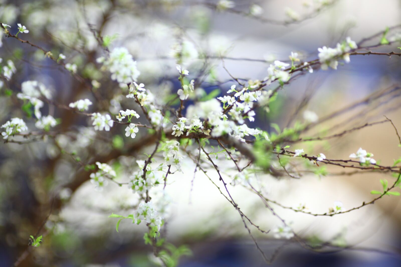 Canon EOS 5D Mark II sample photo. Spring, flowers, nature photography