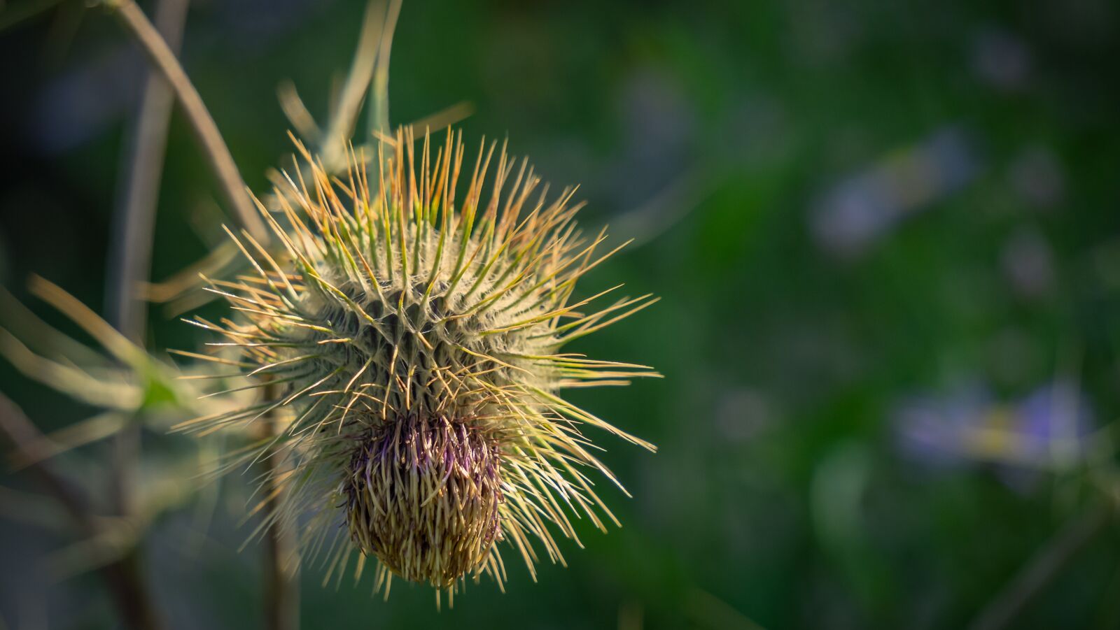 Sony a7 II + Sony E 55-210mm F4.5-6.3 OSS sample photo. Thistle, sting, nature photography