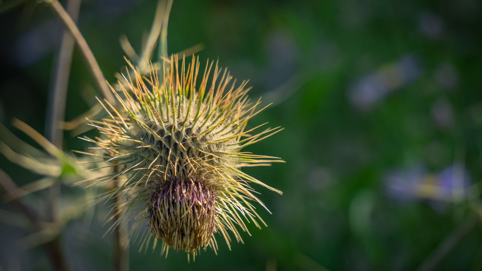 Sony E 55-210mm F4.5-6.3 OSS sample photo. Thistle, sting, nature photography