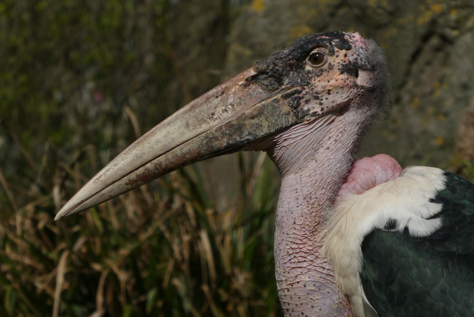 Panasonic Lumix DC-ZS70 (Lumix DC-TZ90) sample photo. Marabou stork, bird of photography