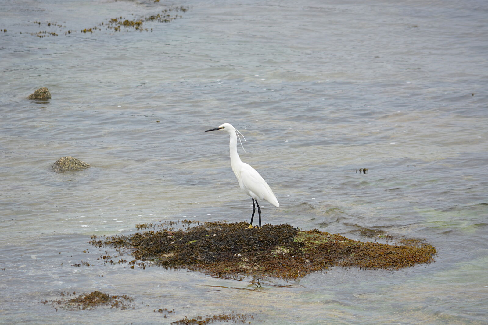 Nikon D5200 sample photo. Aigrette, animalier, animaux, blanc photography