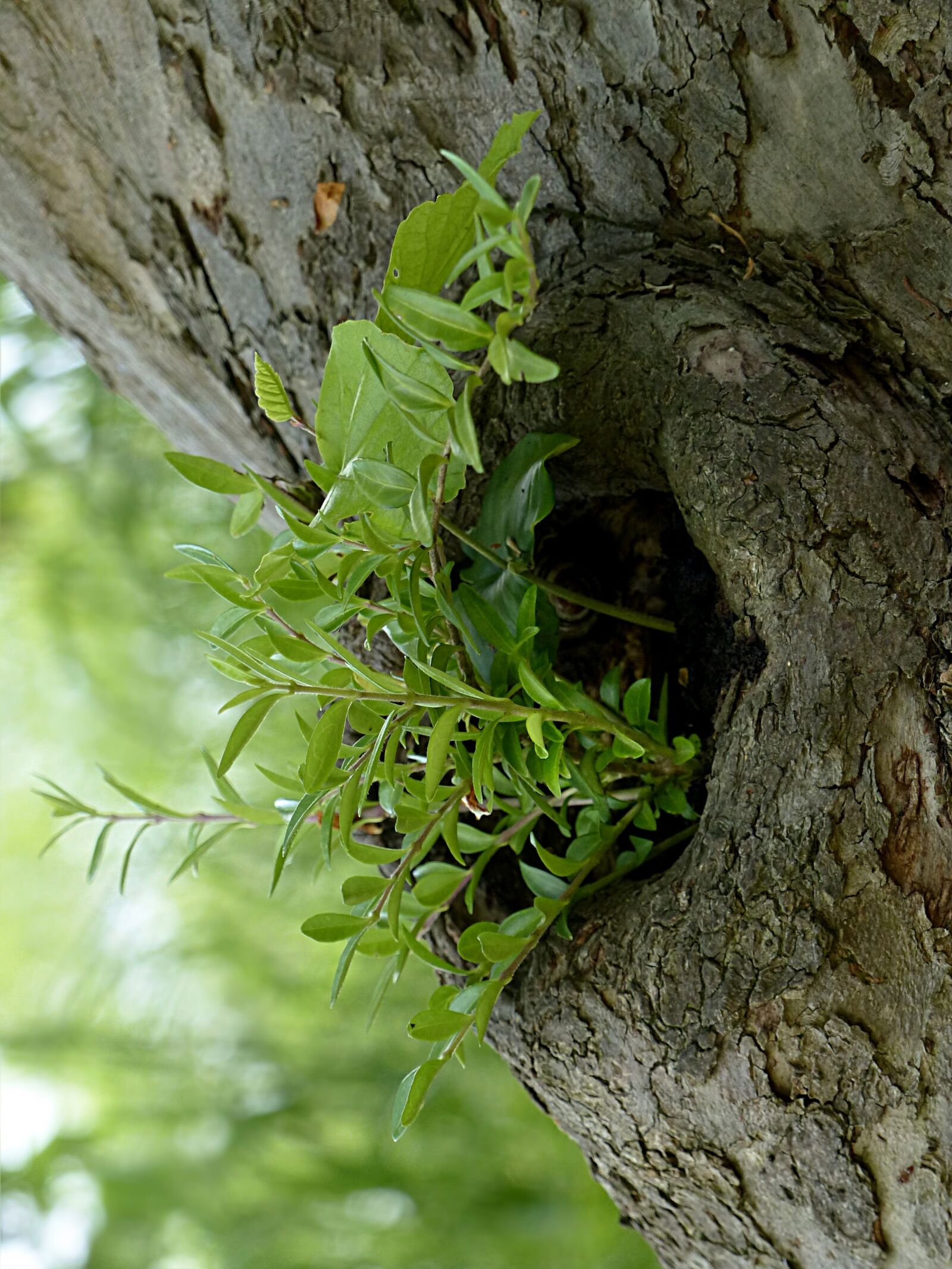 Panasonic Lumix DMC-FZ200 sample photo. Tree, log, tree opening photography