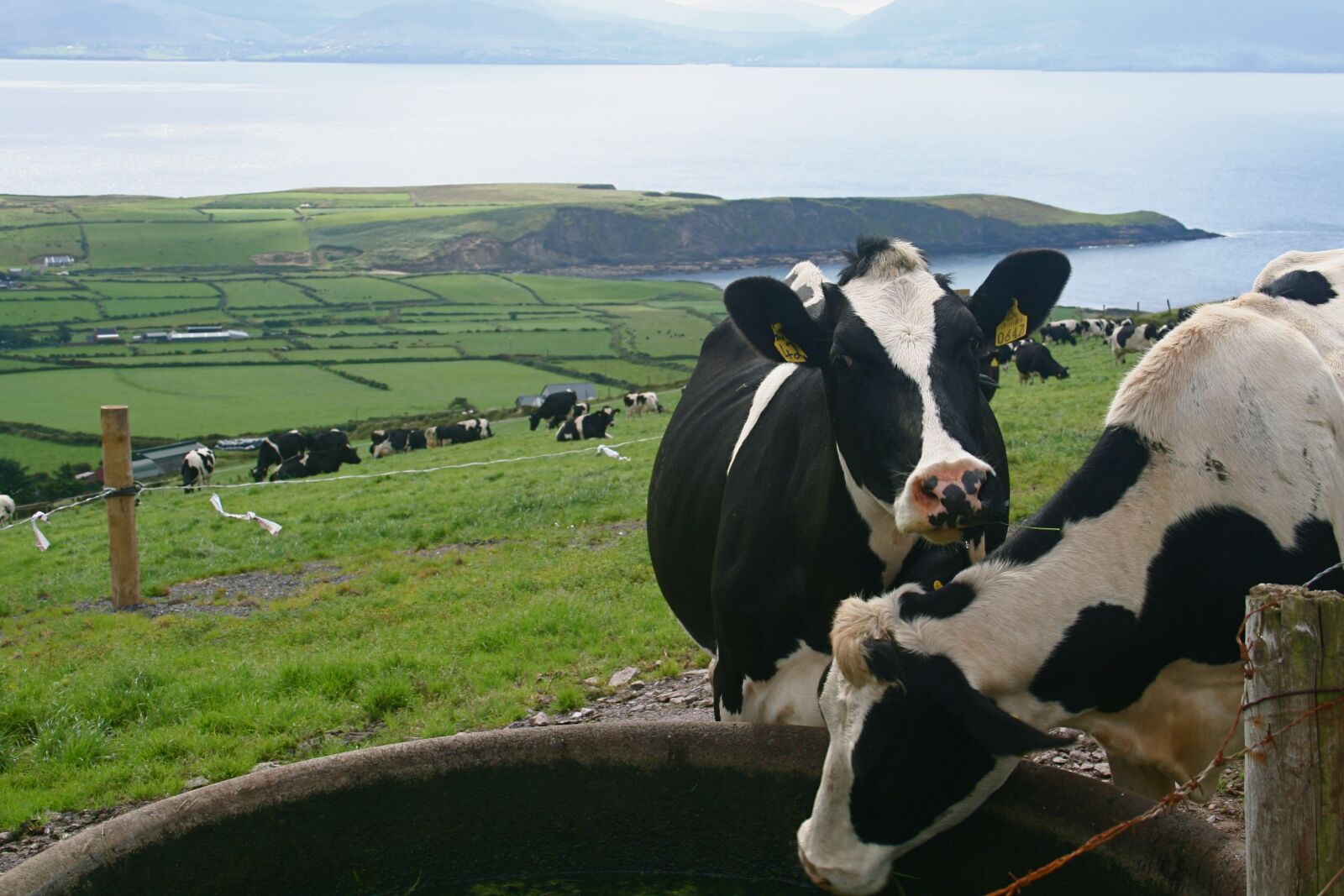Canon EOS 350D (EOS Digital Rebel XT / EOS Kiss Digital N) sample photo. Cattle, cow, bull photography
