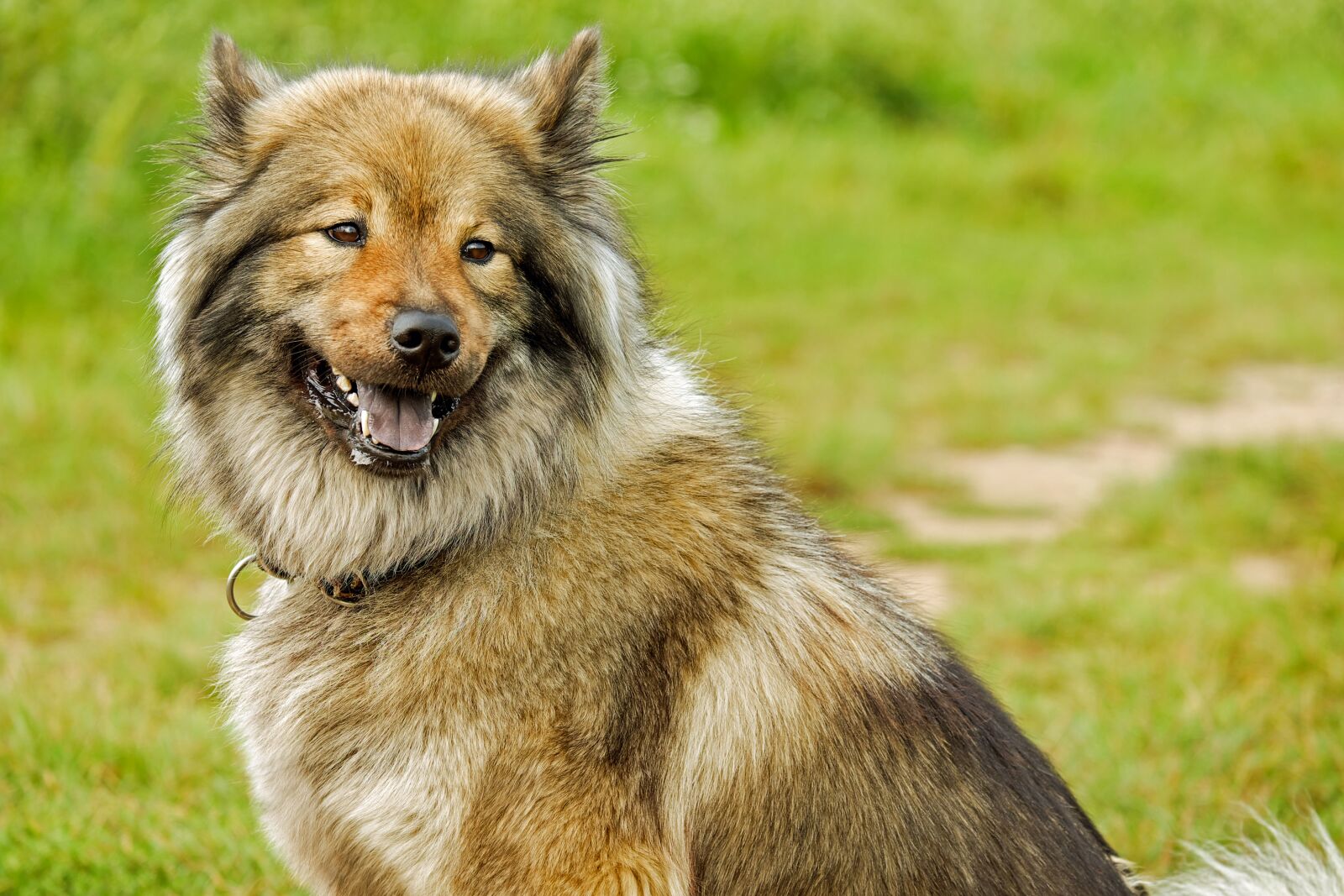 Fujifilm X-T10 sample photo. Eurasians, medium, spitz-like photography
