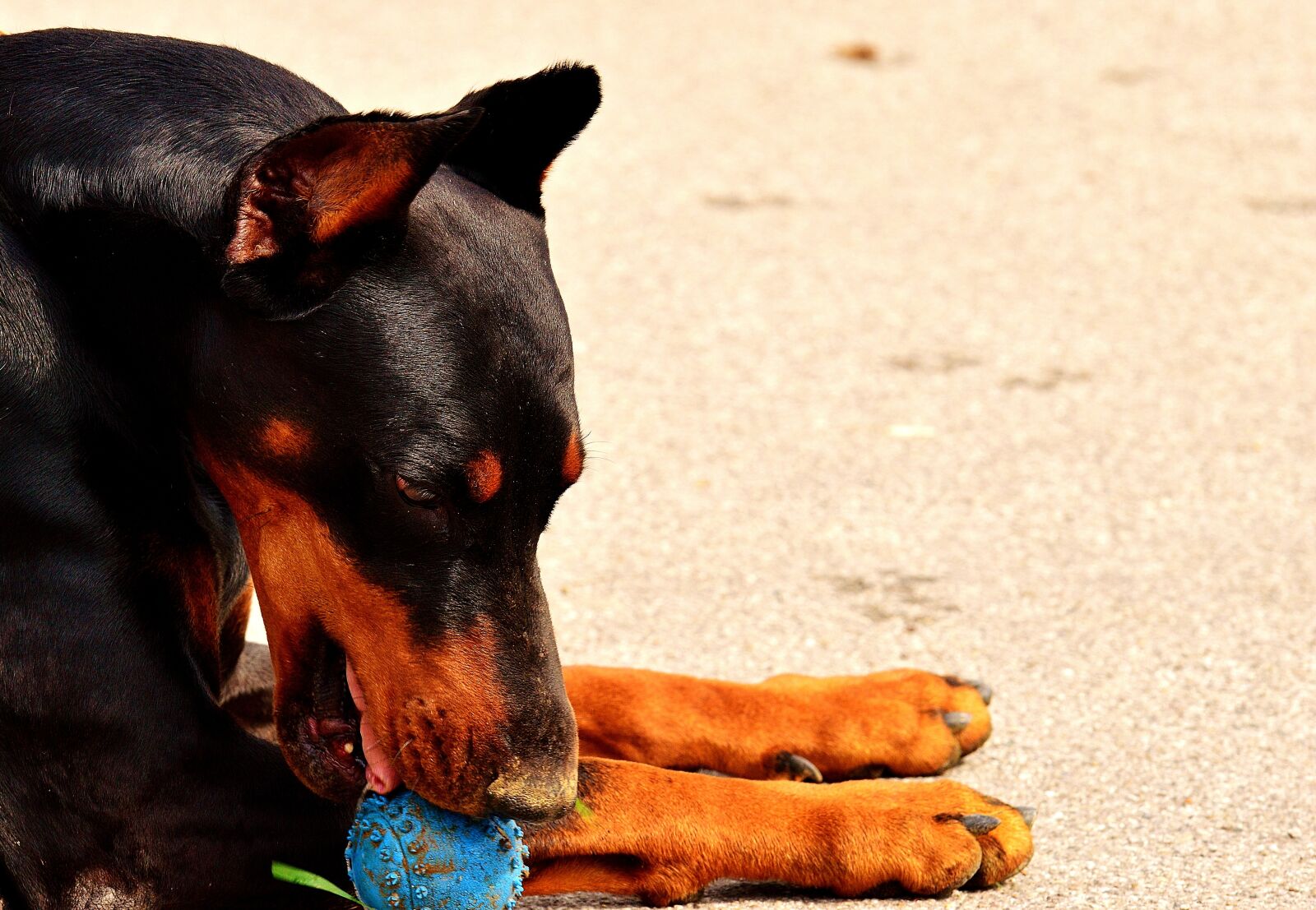 Nikon D3200 sample photo. Doberman, dog, animal world photography