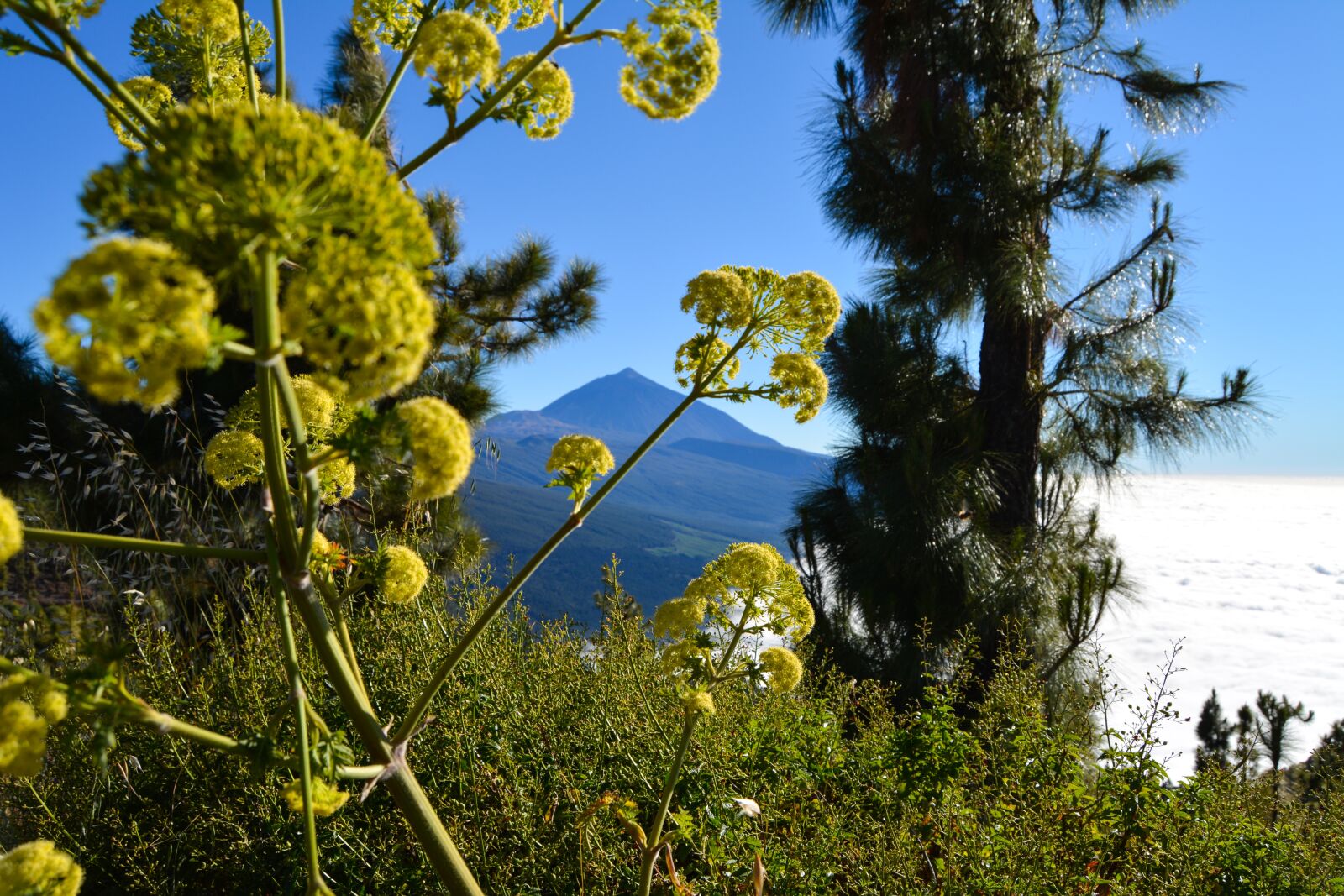 Nikon D5200 sample photo. Teide, tenerife, canary islands photography
