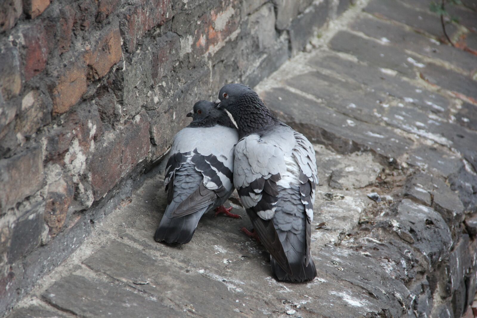 Canon EF-S 18-135mm F3.5-5.6 IS sample photo. Pigeons, love, feeling photography