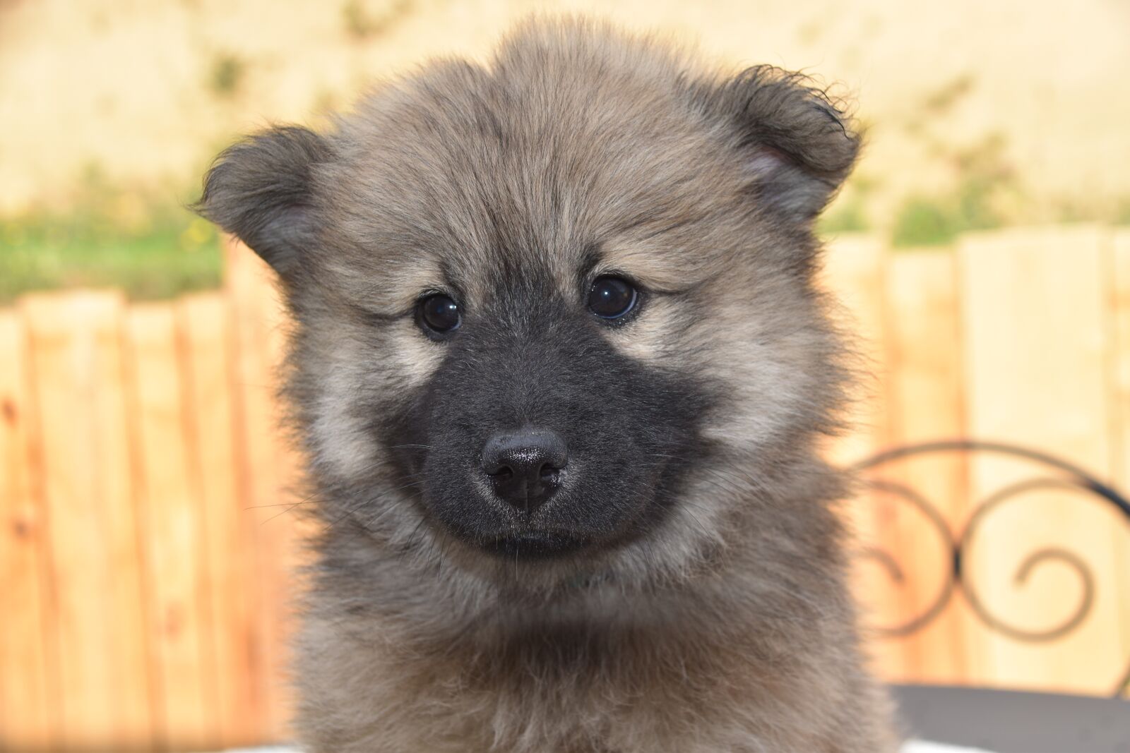 Nikon D5600 sample photo. Puppy, pup, dog eurasier photography