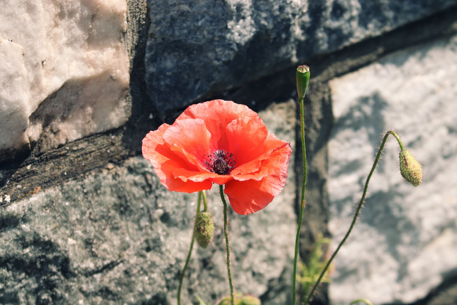 Canon EOS 200D (EOS Rebel SL2 / EOS Kiss X9) sample photo. Poppy, poppy flower, wall photography