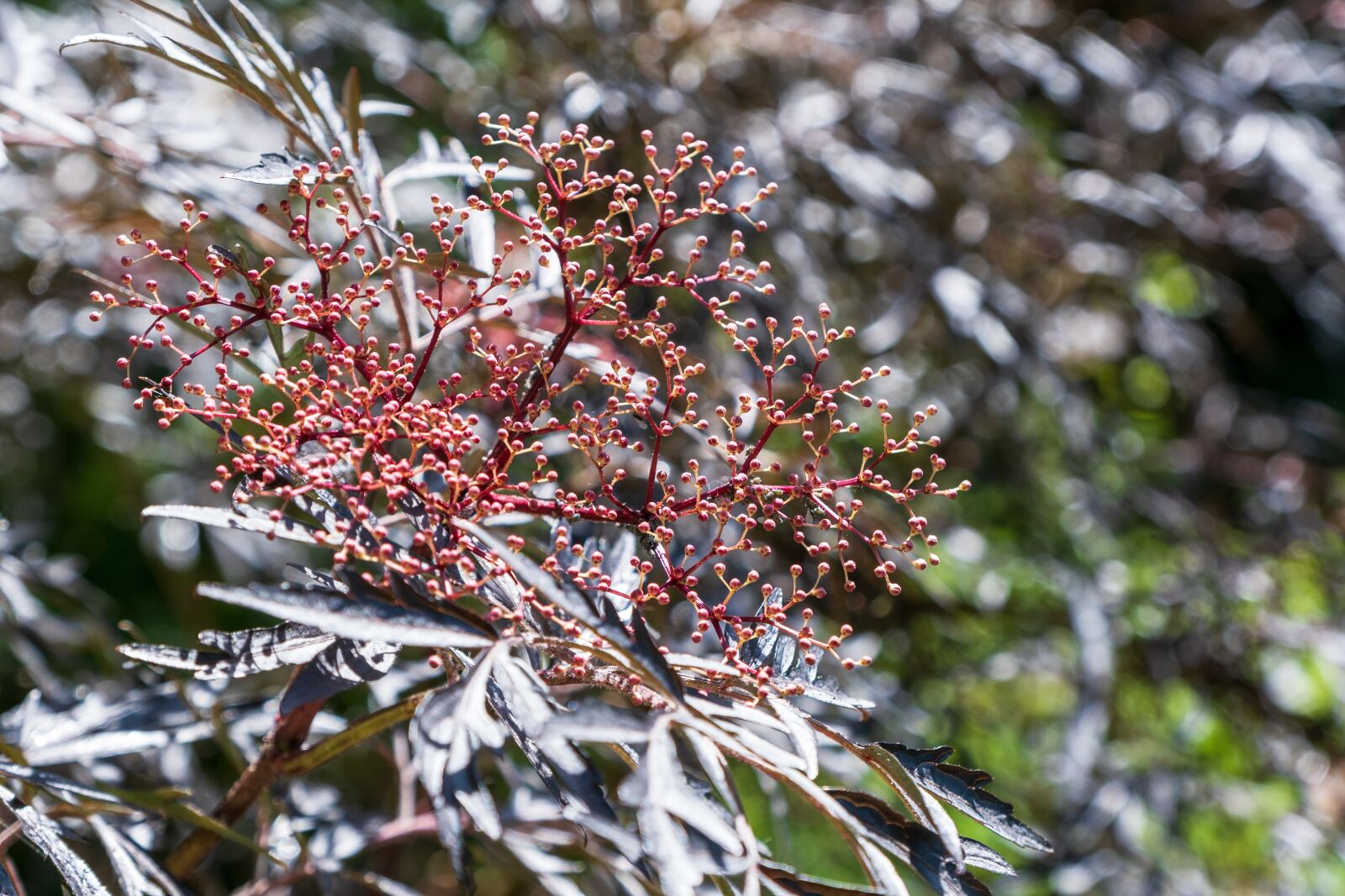 Fujifilm X-T3 sample photo. Elder, slit-leafed elderberry, red photography