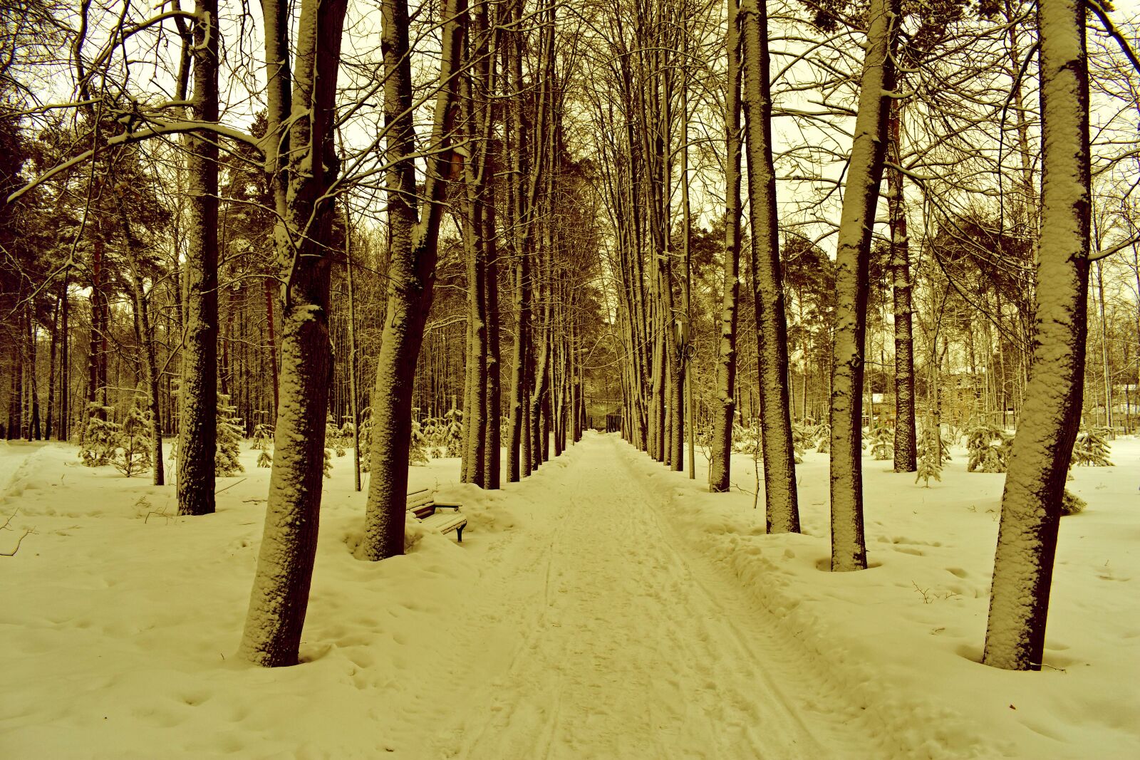 Nikon D3400 sample photo. Alley, park, trees photography