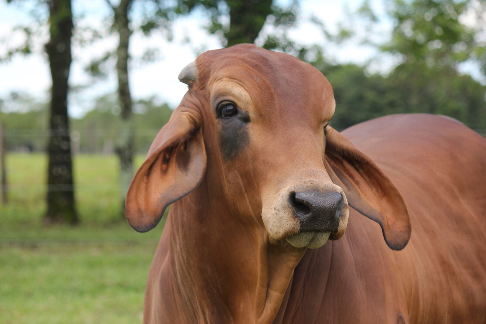 Canon EOS 550D (EOS Rebel T2i / EOS Kiss X4) sample photo. Brahaman, cebu red, livestock photography