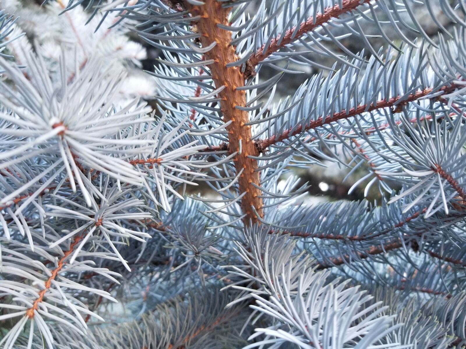 Samsung Galaxy S8 sample photo. Tree, winter, christmas photography