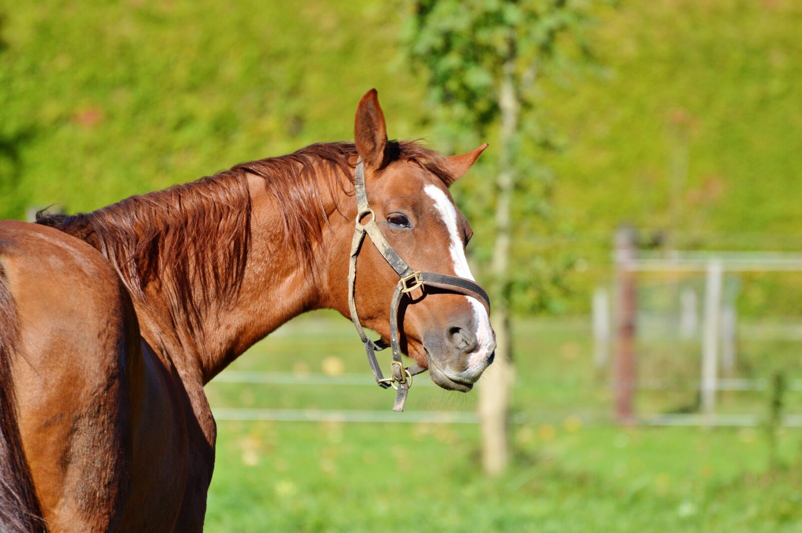 Nikon D3200 sample photo. Horse, ride, reiter photography