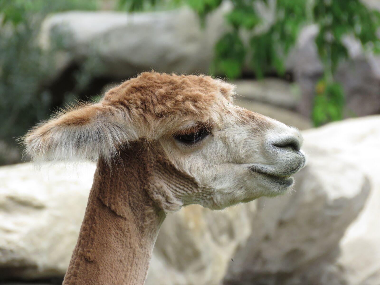 Canon PowerShot SX60 HS sample photo. Alpaca, shaved, animal photography