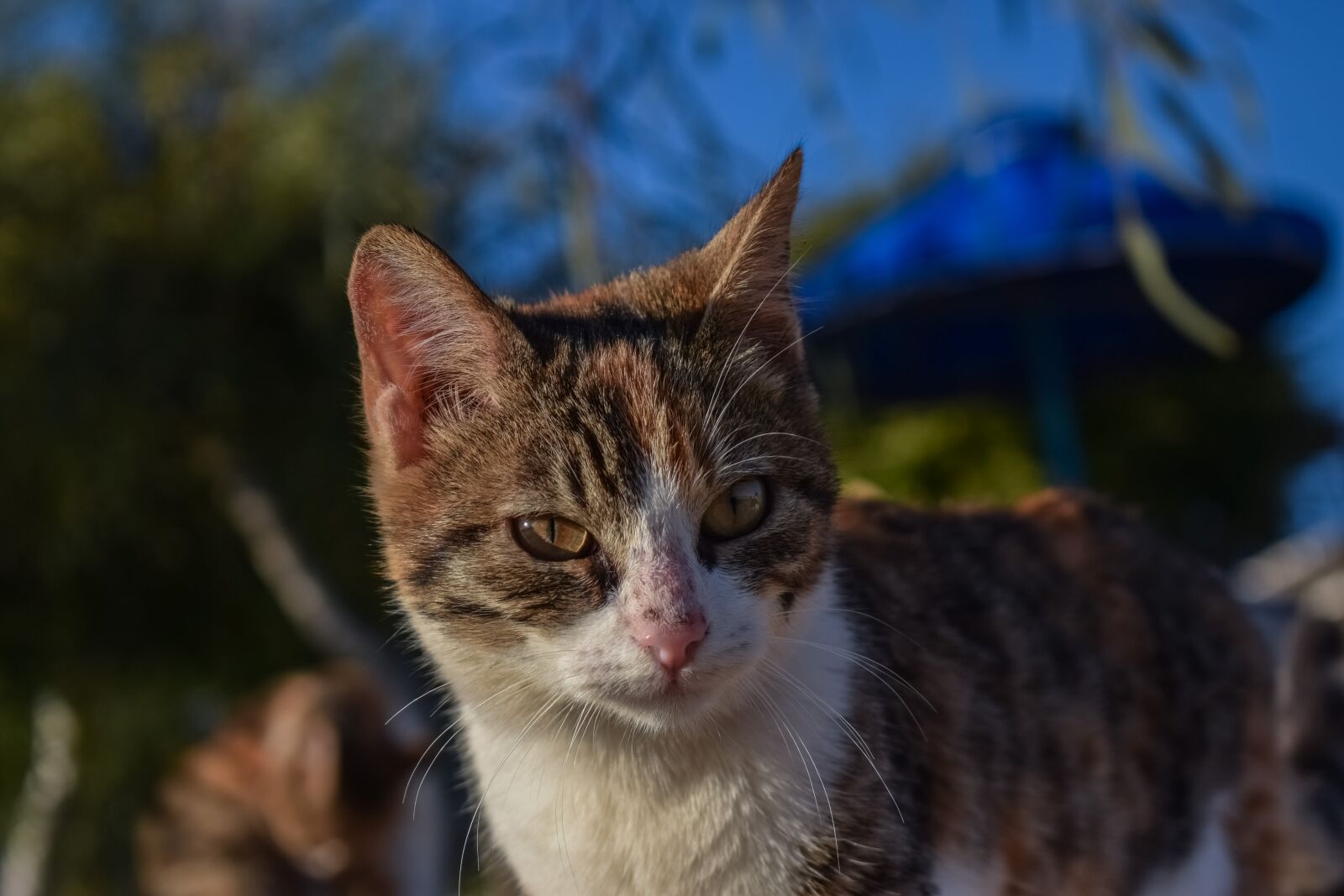 Nikon D3300 sample photo. Cat, stray, animal photography