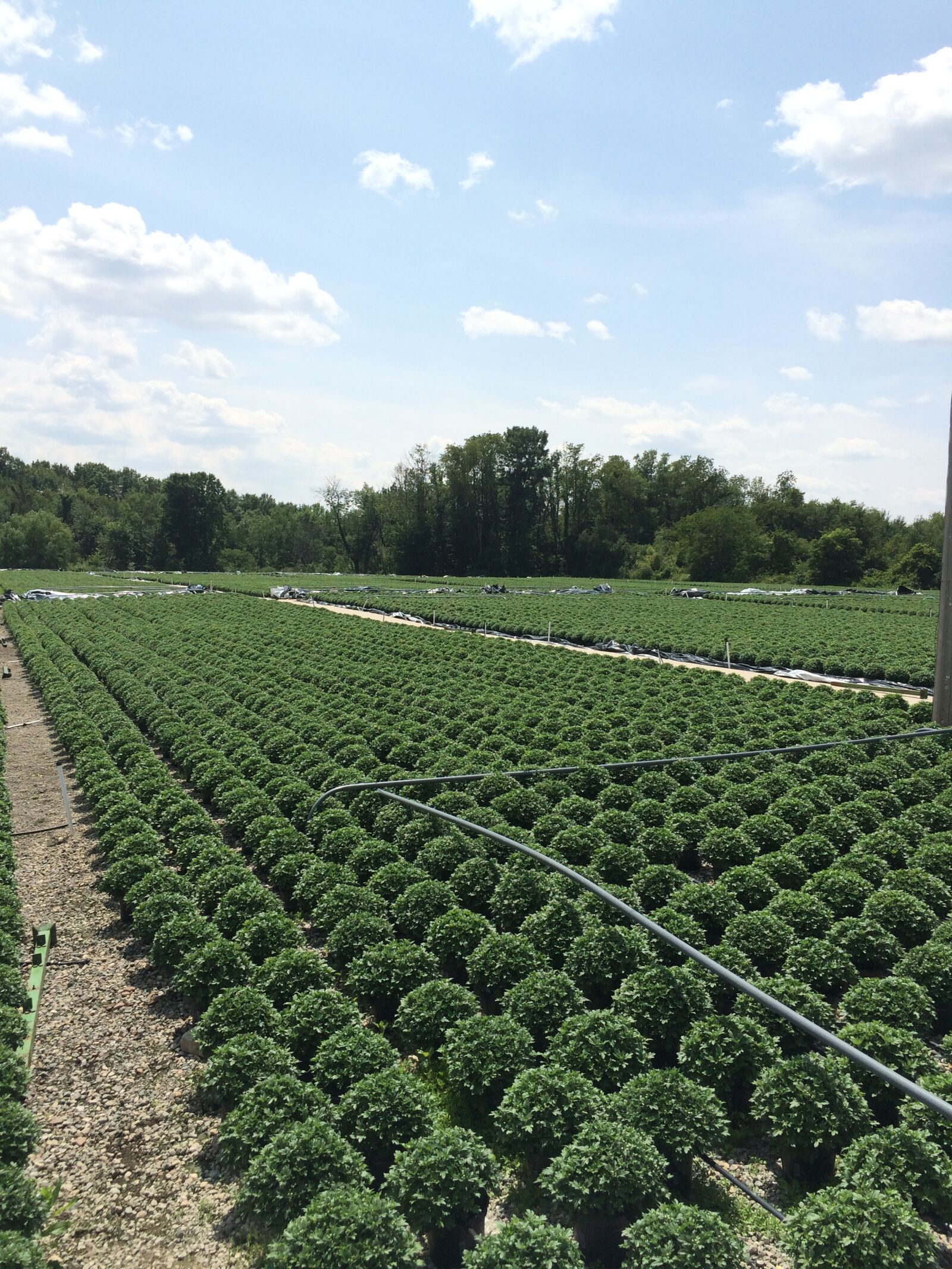 iPhone 5s back camera 4.12mm f/2.2 sample photo. Chrysanthemum, greenhouse, grower photography