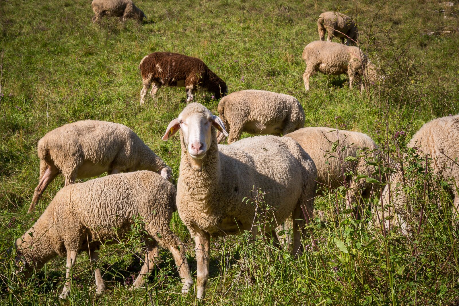 Canon EF 24-105mm F4L IS USM sample photo. Sheep, flock of sheep photography