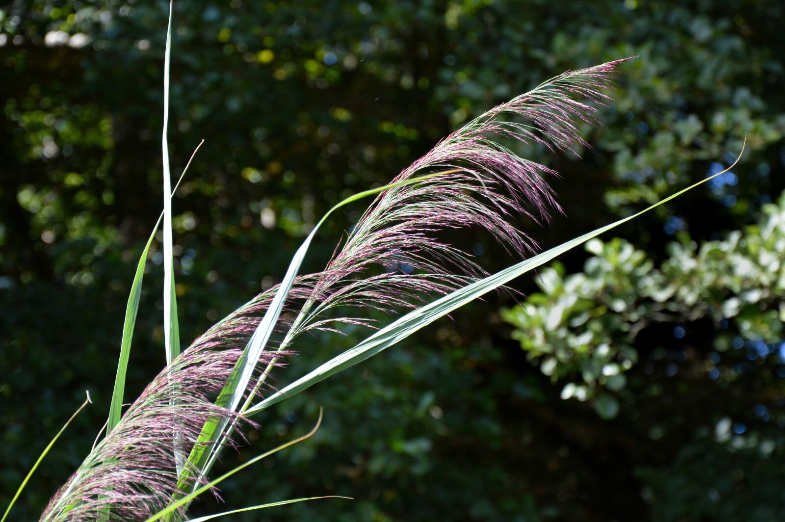 Nikon D3200 sample photo. Grass, violet, nature photography