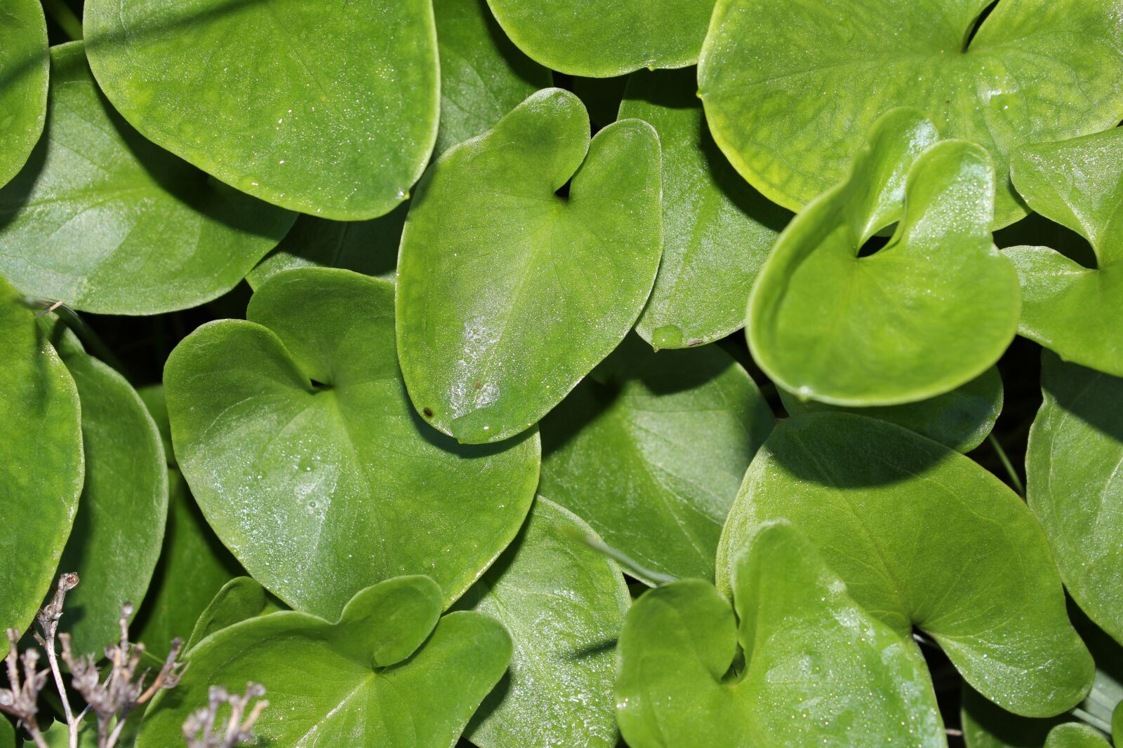 Canon EOS 1200D (EOS Rebel T5 / EOS Kiss X70 / EOS Hi) sample photo. Leaf, plant, nature photography