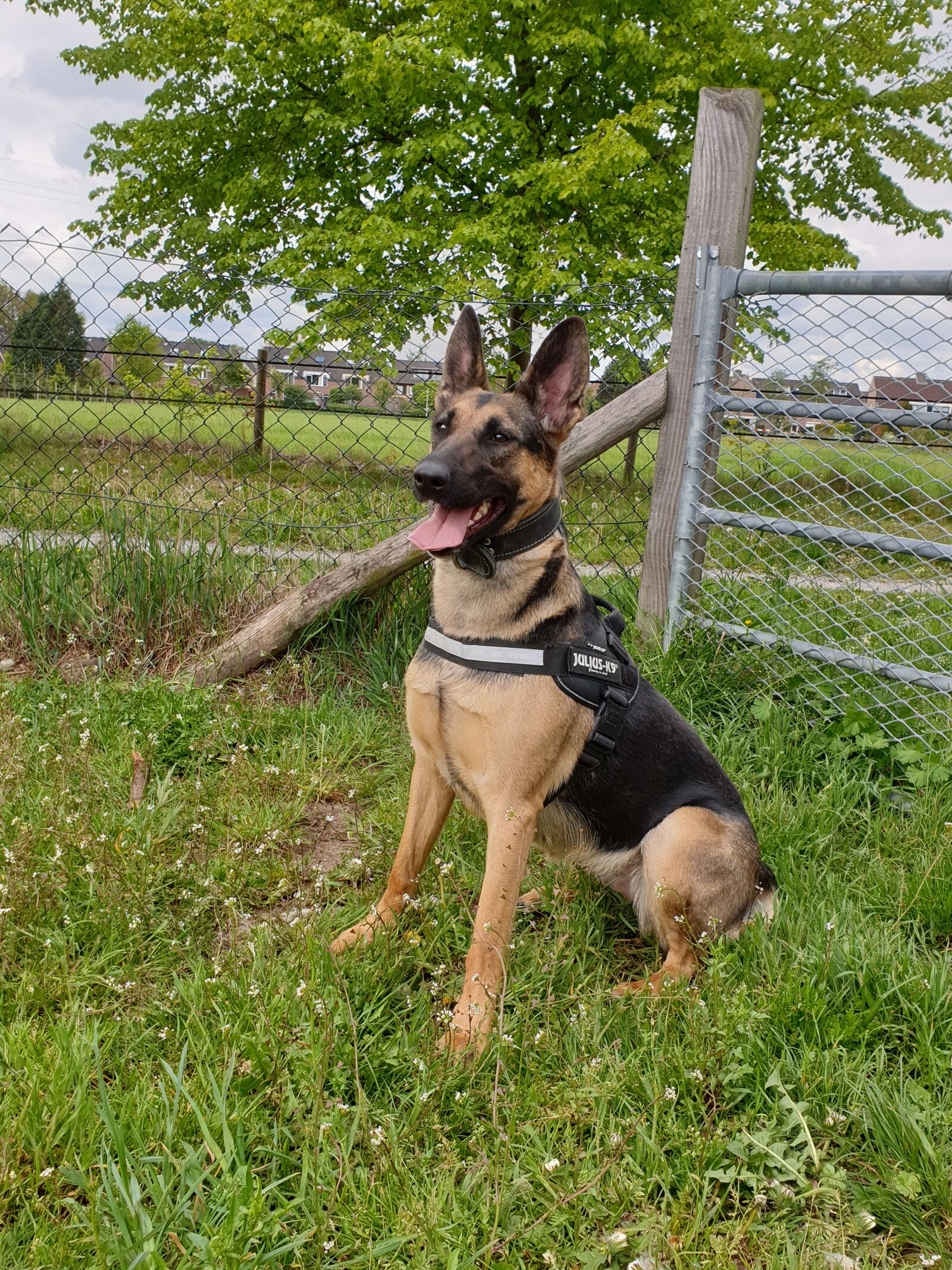 Samsung Galaxy Note9 sample photo. Dog, meadow, grass photography