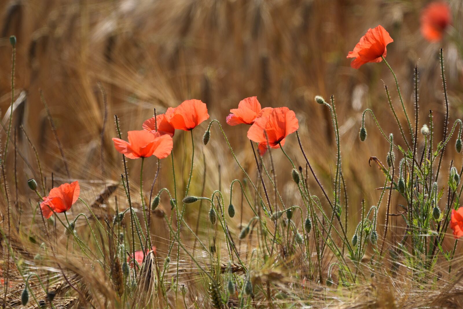 Nikon D3400 sample photo. Poppies, poppy, summer photography