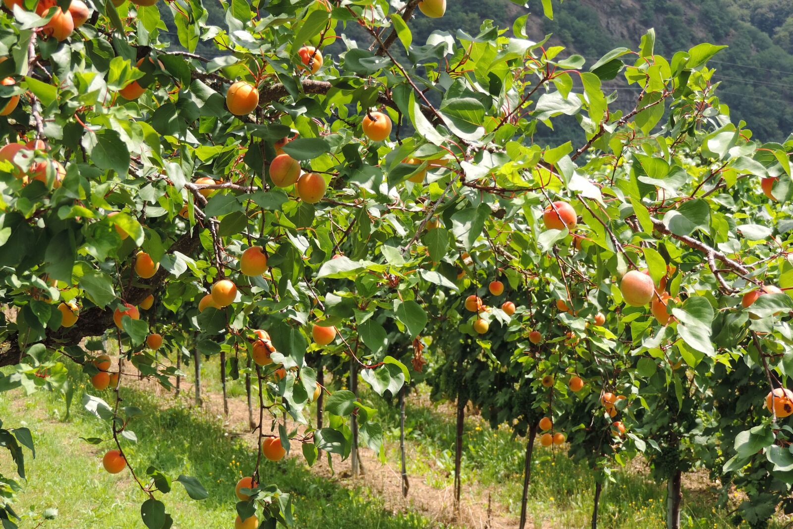 Nikon Coolpix P520 sample photo. Wachau, apricots, fruits photography