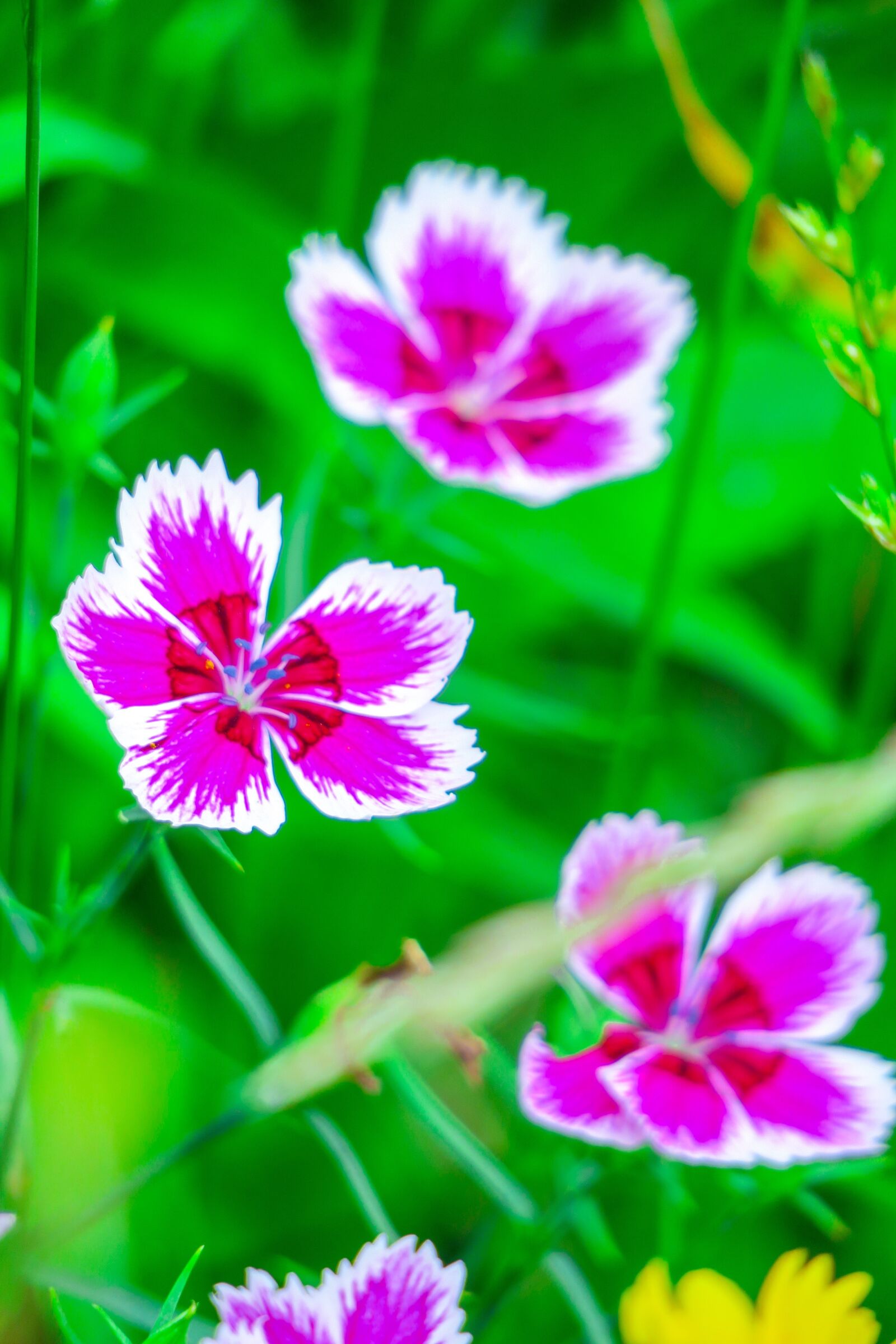 Canon PowerShot G3 X sample photo. Dianthus flowers, nature, plant photography