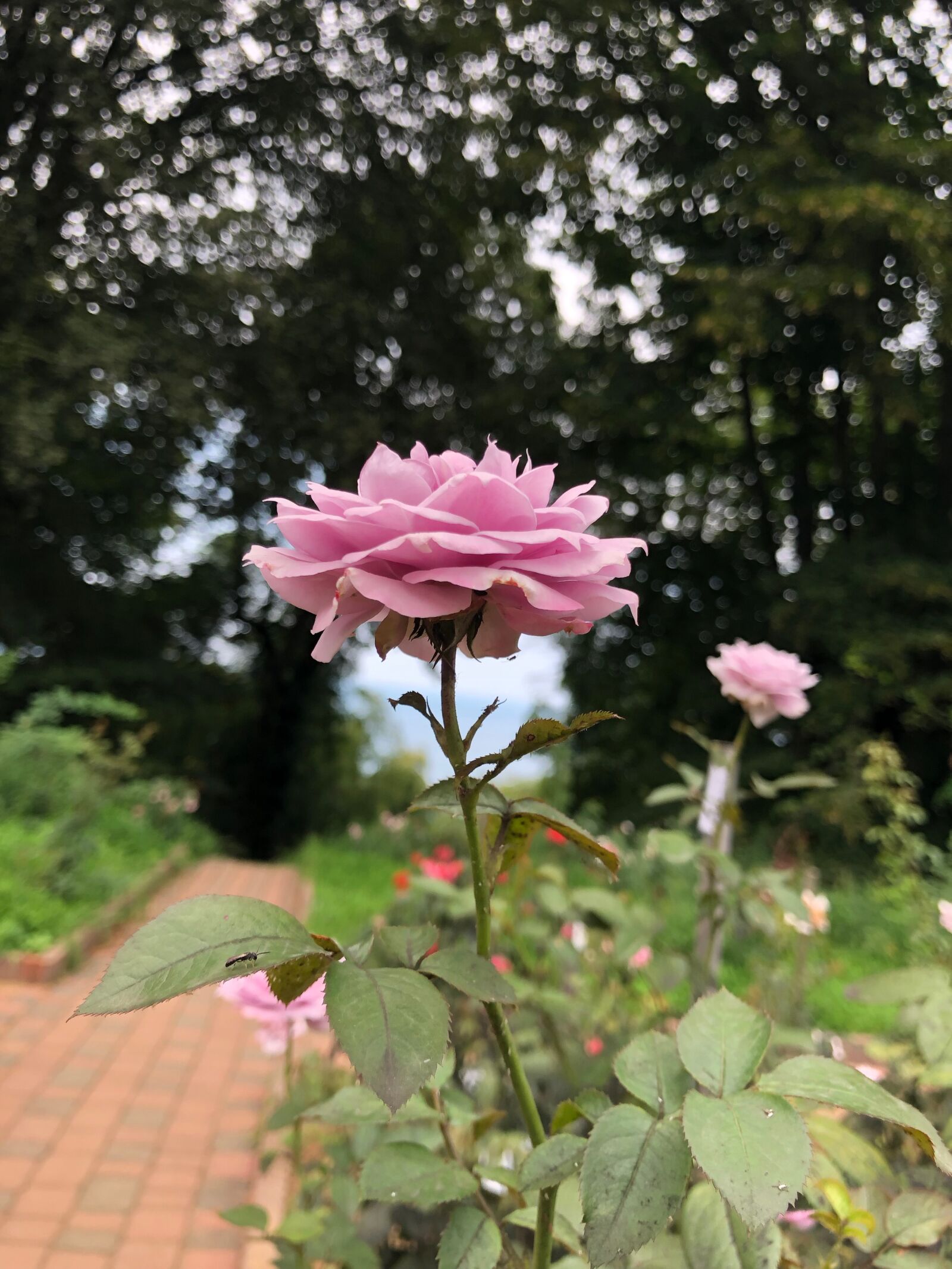 Apple iPhone X sample photo. Rose, word, red photography