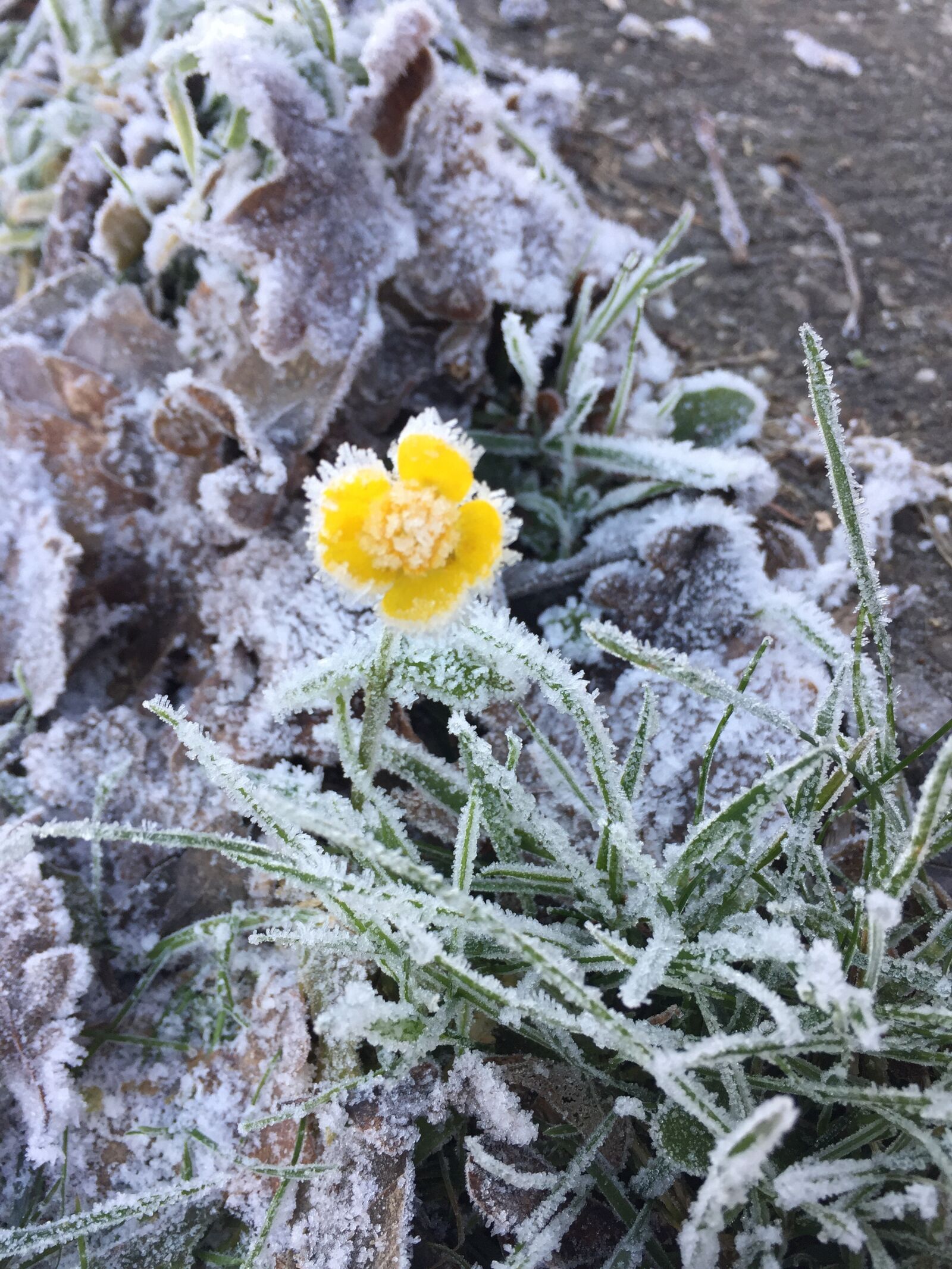 Apple iPhone 6 sample photo. Flower, nature, frost photography
