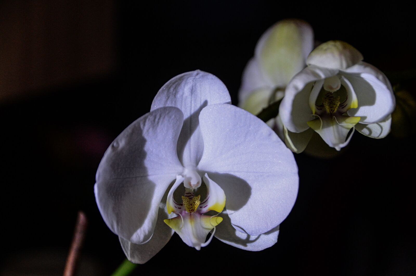 Nikon D7000 sample photo. In bloom, room flower photography