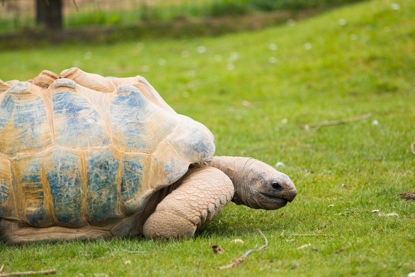 Canon EOS 70D + Canon EF 70-200mm F4L IS USM sample photo. Nature, grass, animal photography