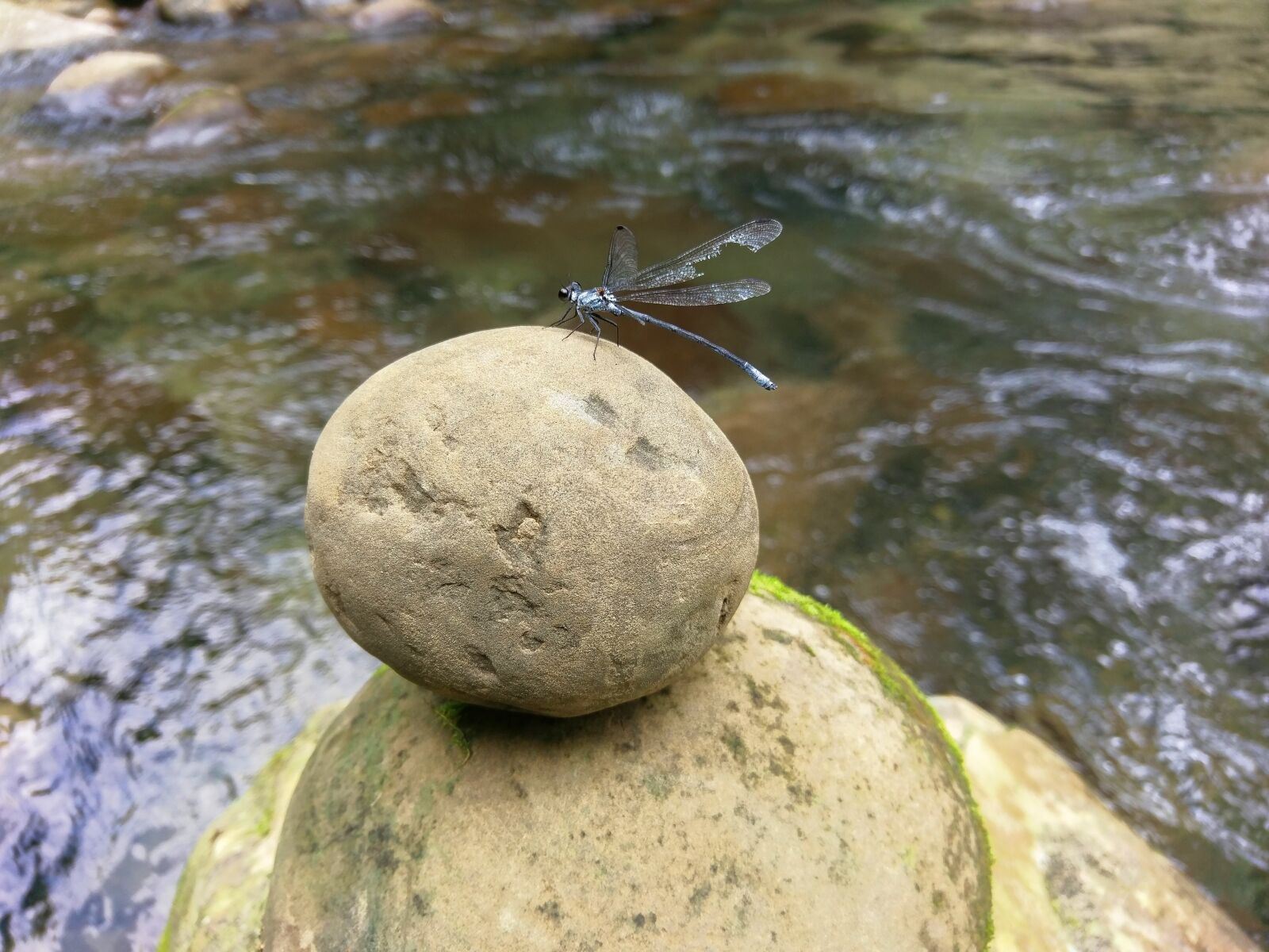 HTC M10H sample photo. Dragonfly, stone, circular photography