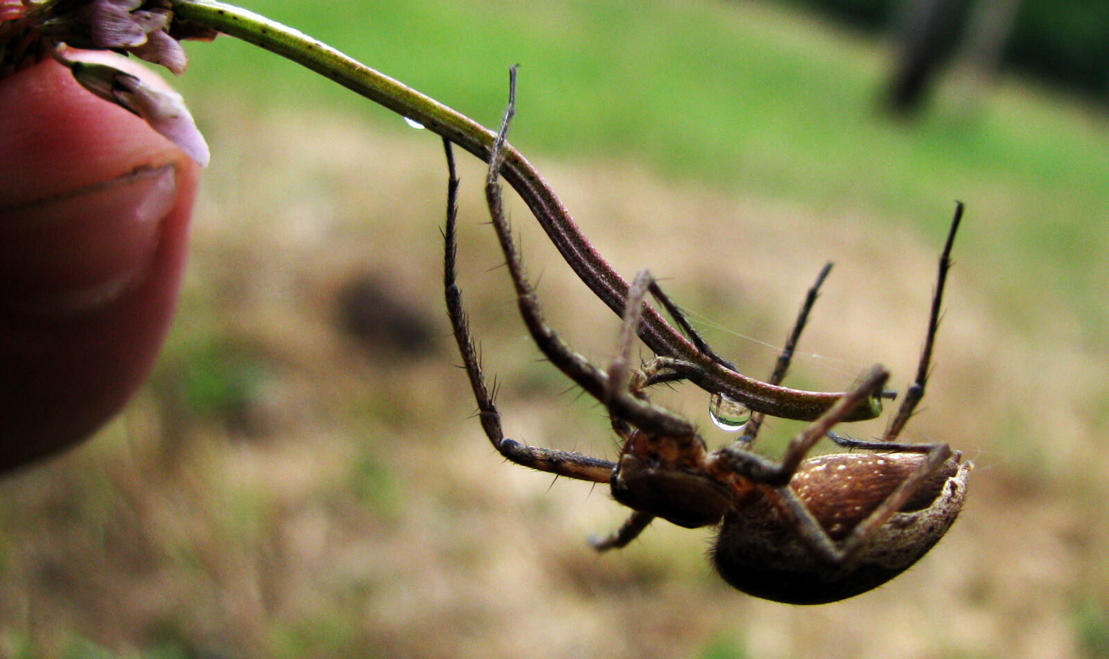 Canon POWERSHOT SX100 IS sample photo. Spider, upside, down photography