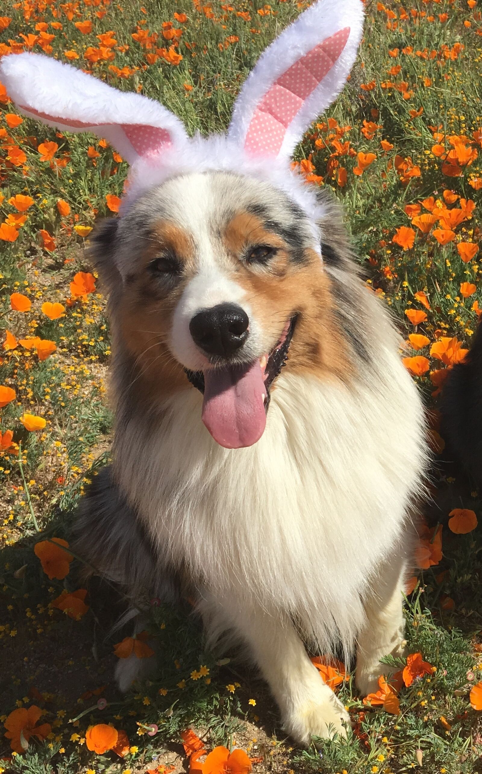 Apple iPhone 6s sample photo. Dog, ester, bunny was photography