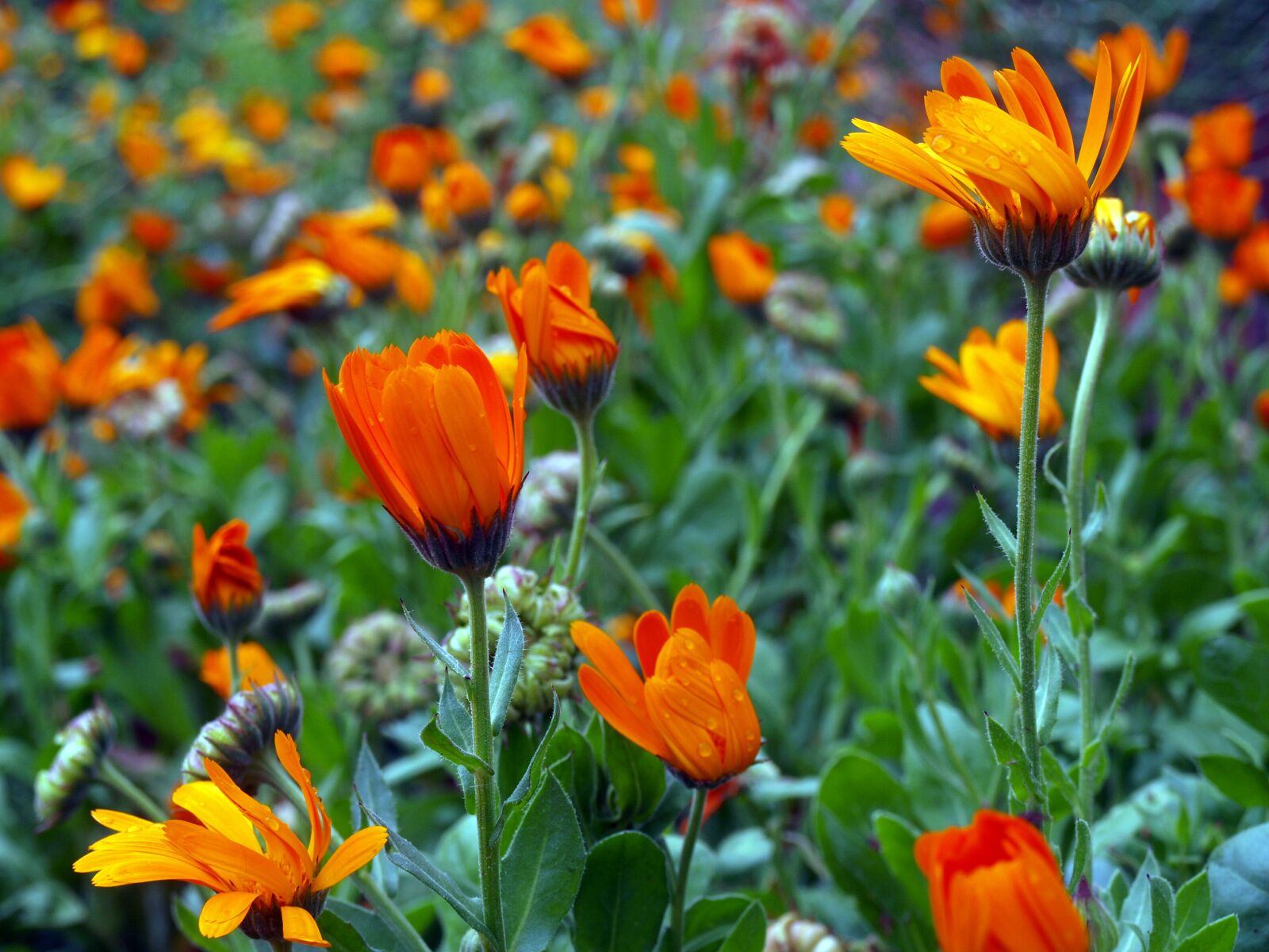 Olympus E-420 (EVOLT E-420) sample photo. Chrysanthemums, wild flowers, flowery photography
