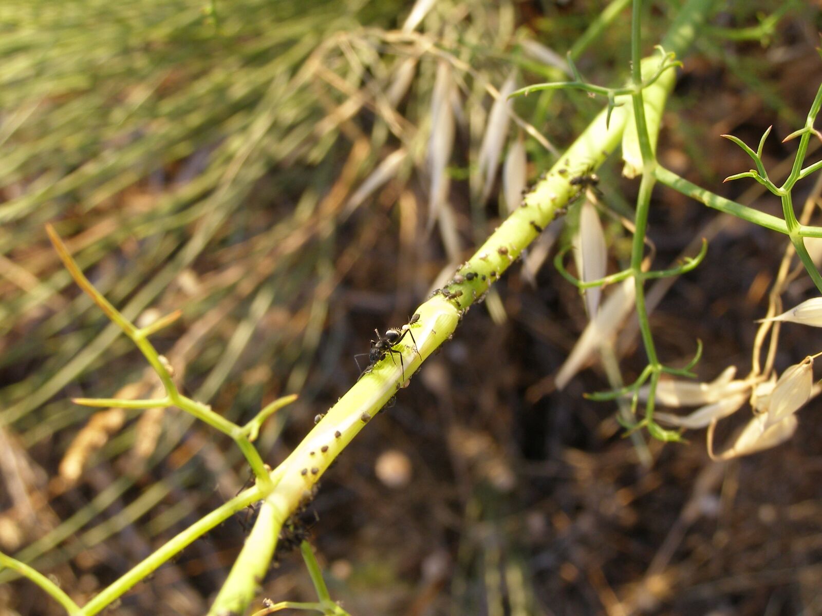 Olympus SP500UZ sample photo. Ants, aphids, fennel photography