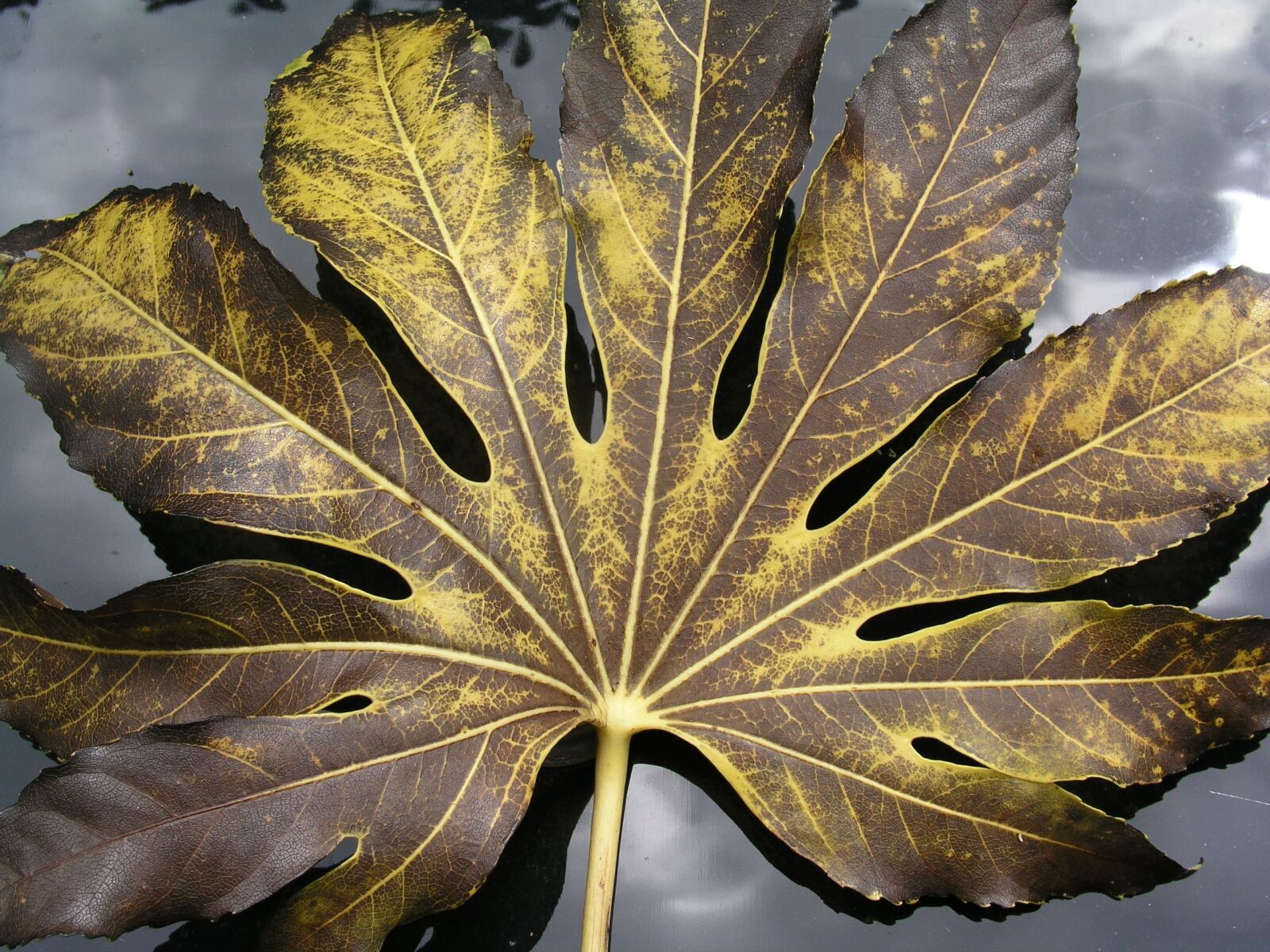 Olympus C5050Z sample photo. Leaf, fatsia, nature photography