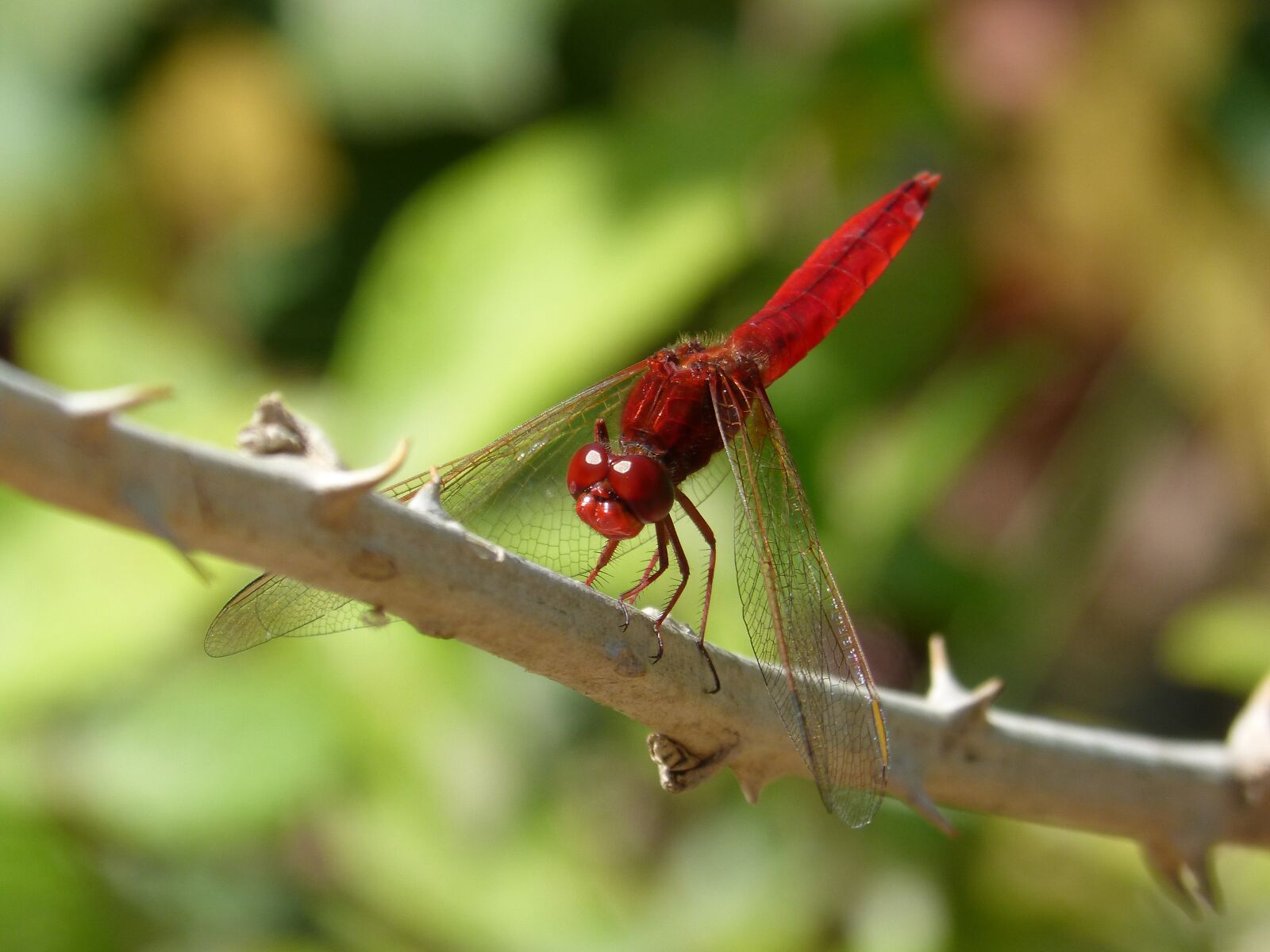 Panasonic DMC-FZ62 sample photo. Red dragonfly, dragonfly, hawthorn photography