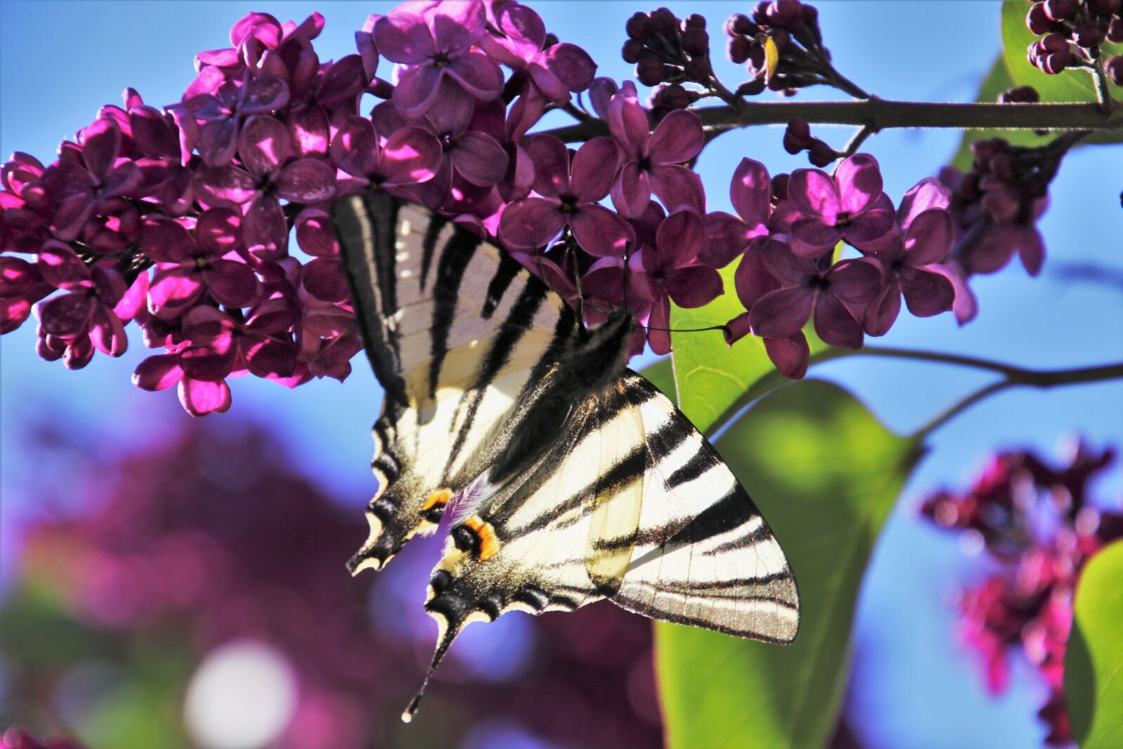 Canon EOS 80D sample photo. Spring, lilac, butterfly photography