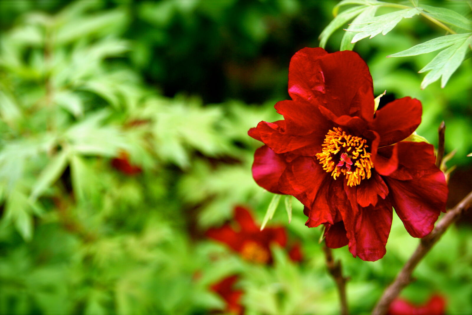 Canon EOS 400D (EOS Digital Rebel XTi / EOS Kiss Digital X) sample photo. Flower, garden, nature, red photography
