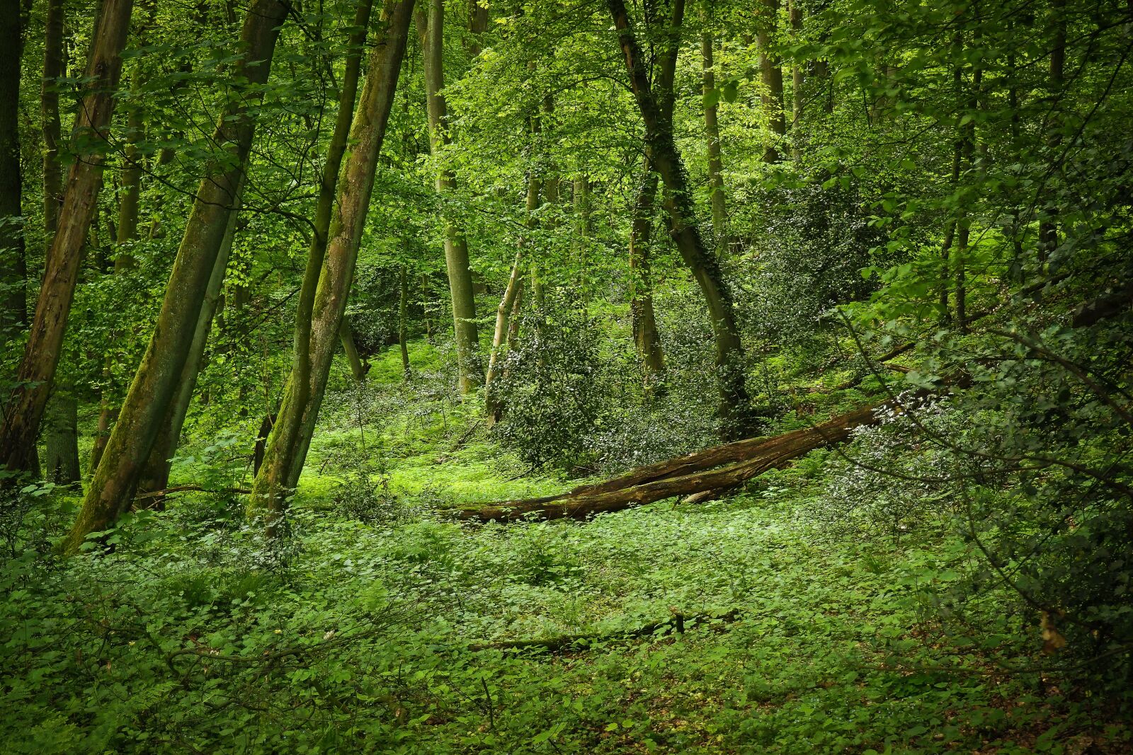 Olympus OM-D E-M10 sample photo. Forest, landscape, bach photography