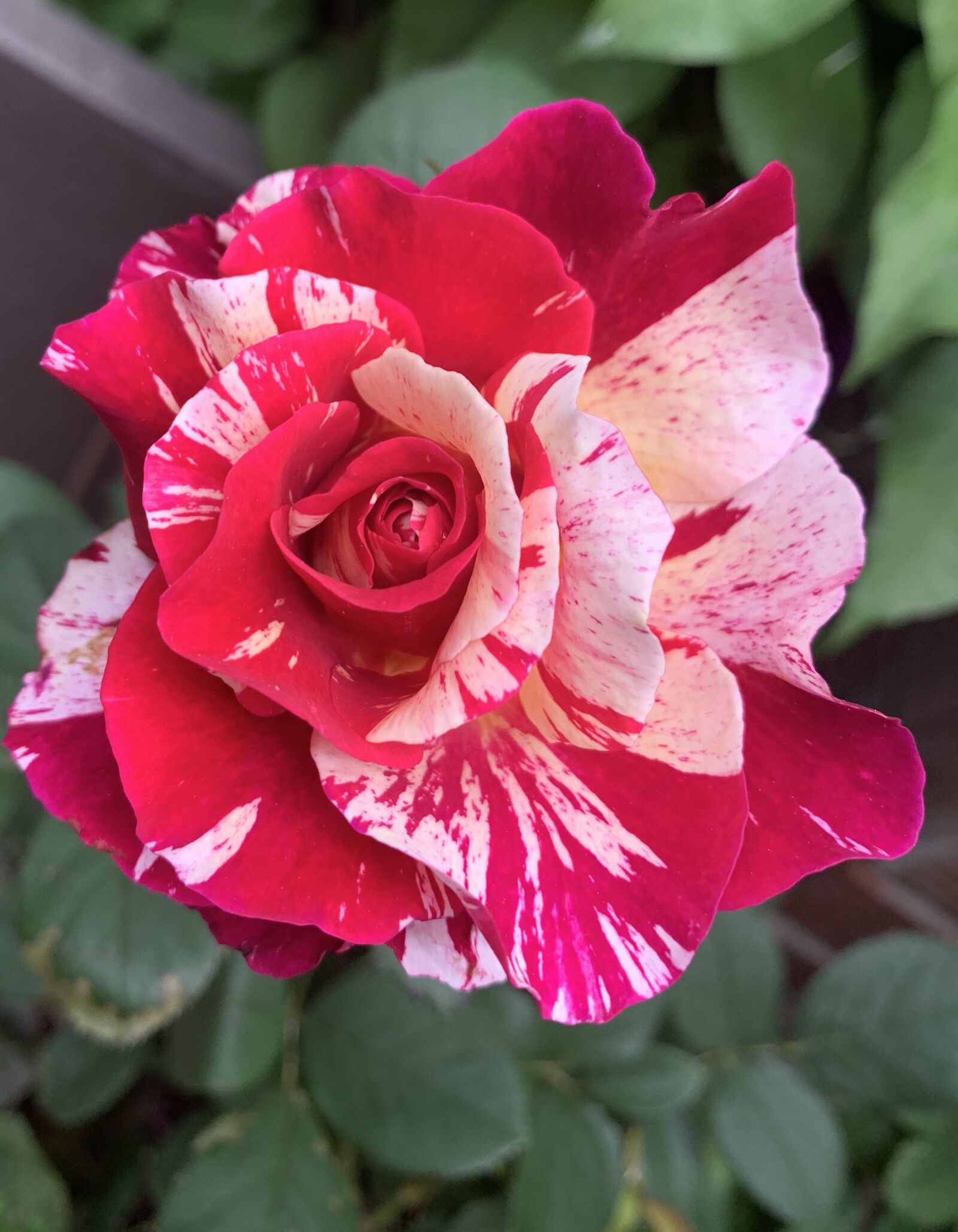 iPhone XS back dual camera 4.25mm f/1.8 sample photo. Red, white, rose photography