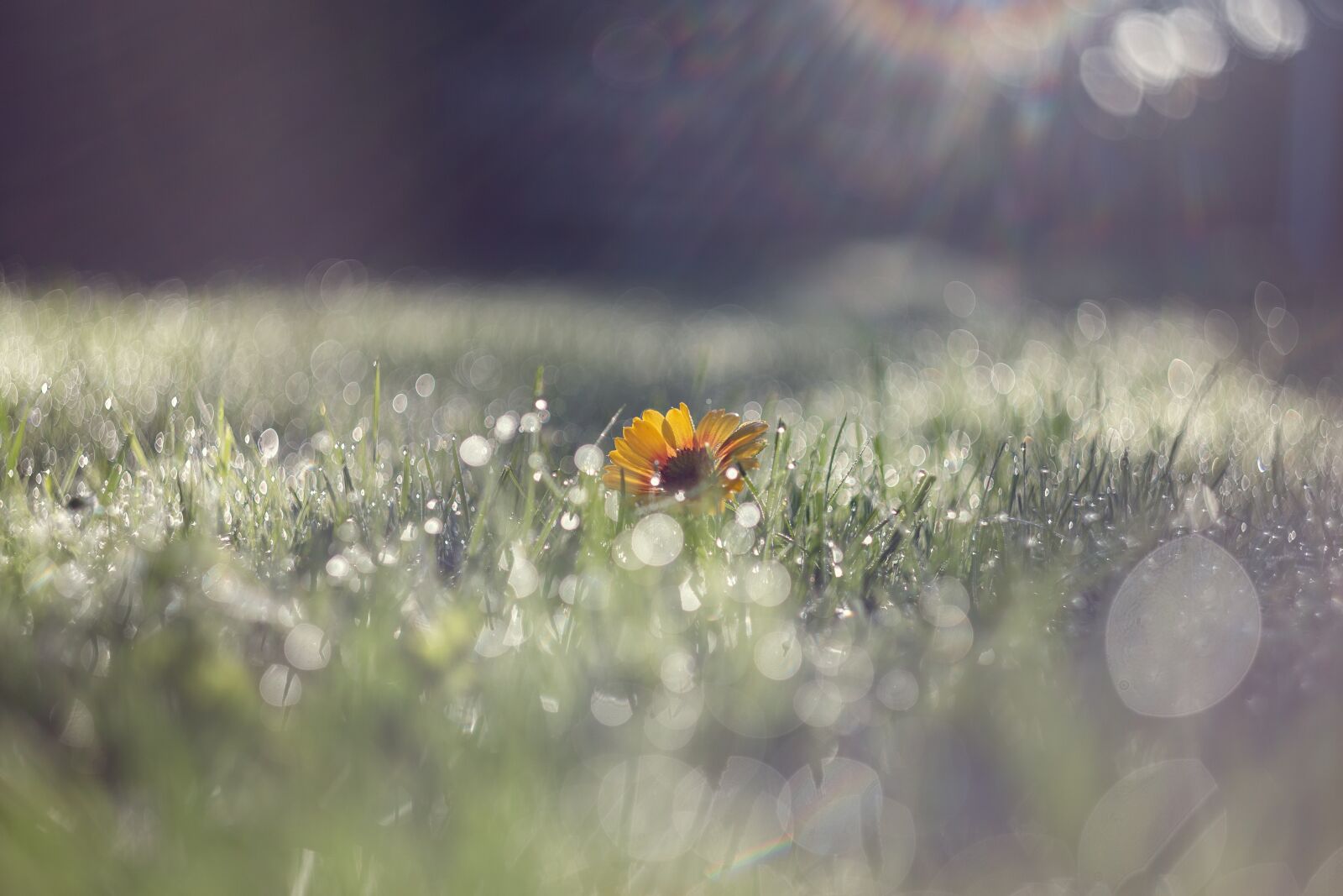 Canon EOS 6D sample photo. Morgentau, wet, drip photography