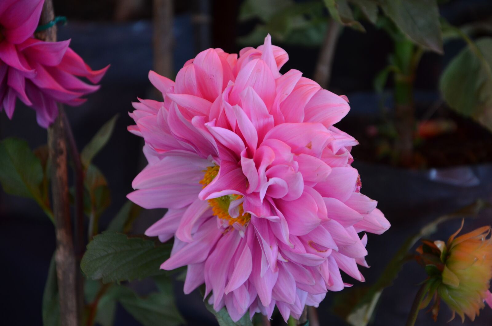 Nikon D5100 sample photo. Rosa, flower, spring photography