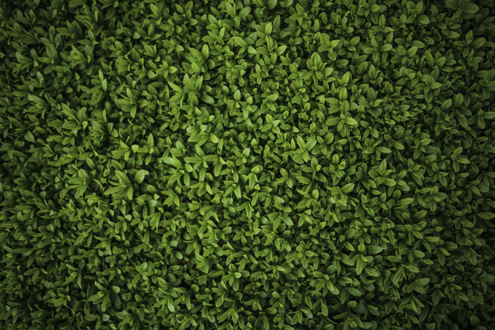 Canon EOS 6D + Sigma 35mm F1.4 DG HSM Art sample photo. Green, leaves, privet, ligustrum photography