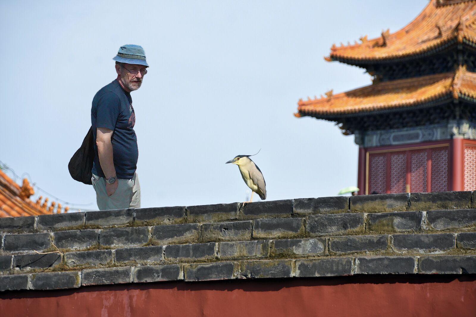 Nikon D7200 sample photo. Photomontage, wall, bird photography