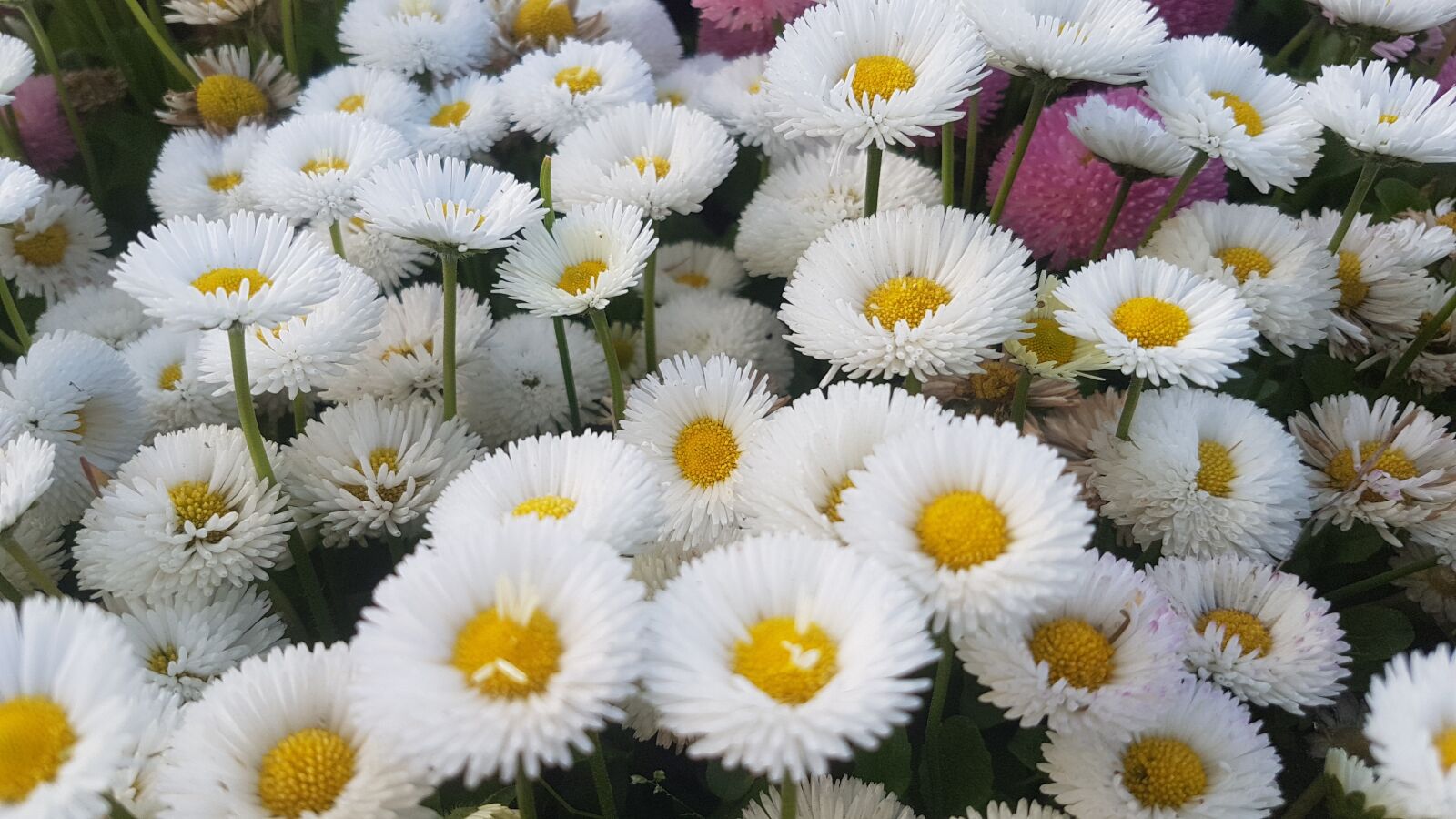 Samsung Galaxy S7 sample photo. Daisy, flower, nature photography